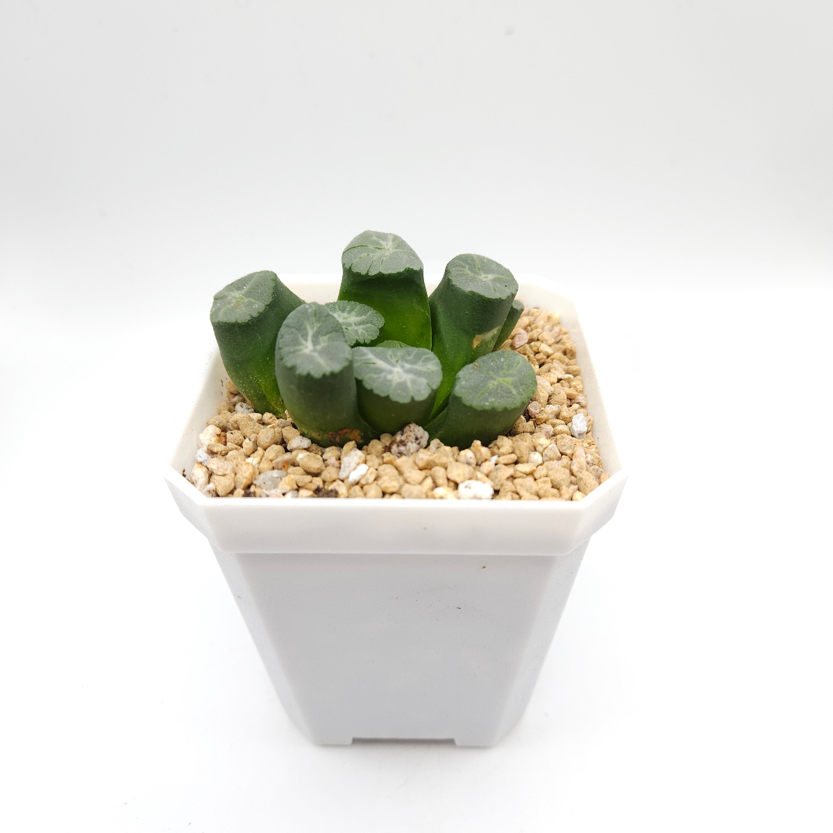 Haworthia maughanii | 萬象 - View 1