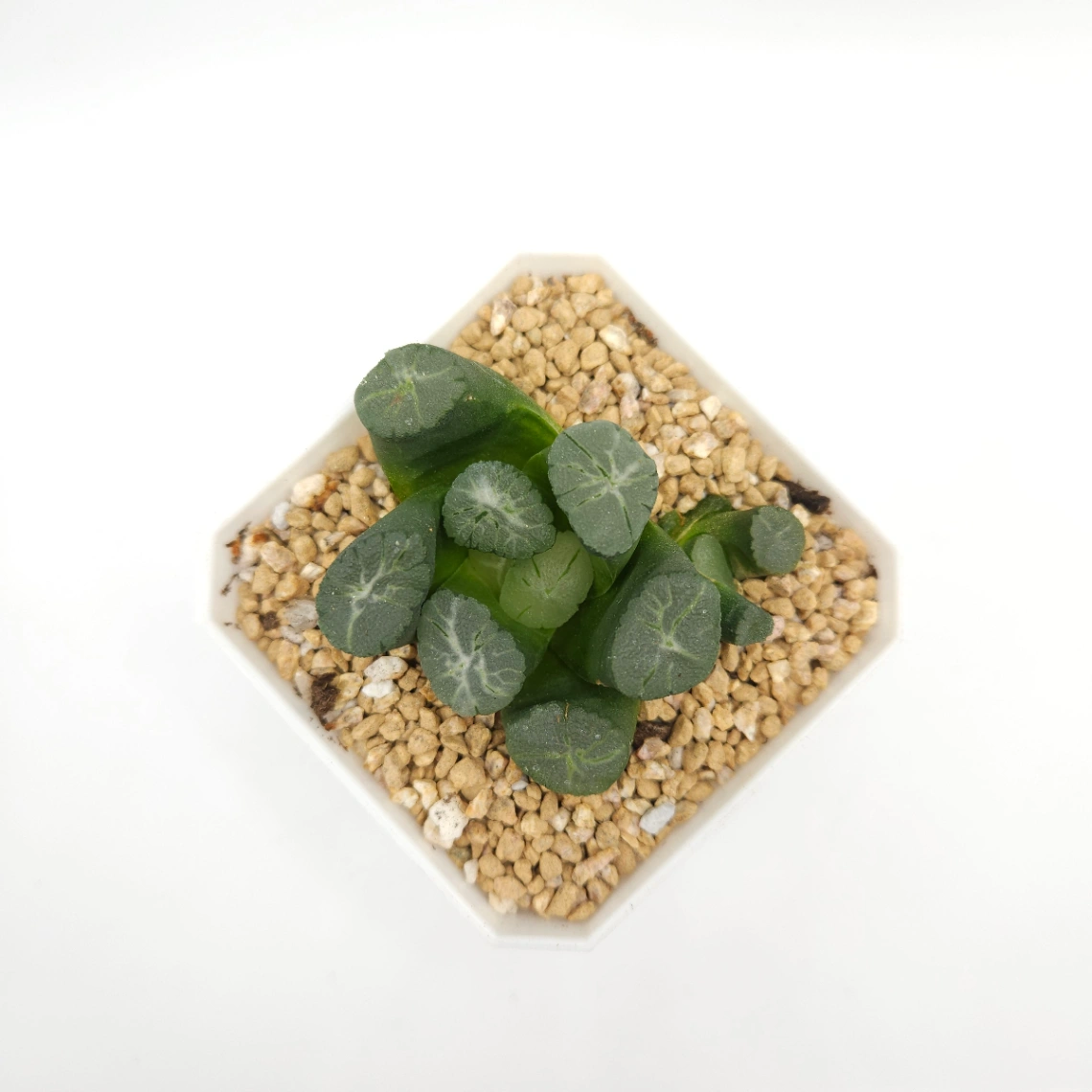 Haworthia maughanii | 萬象 thumbnail 2
