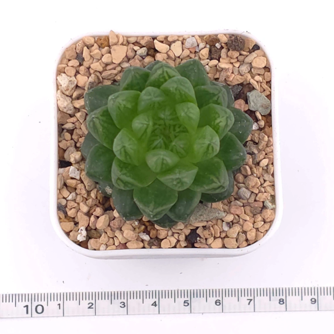 Haworthia cymbiformis | 草玉露 thumbnail 3