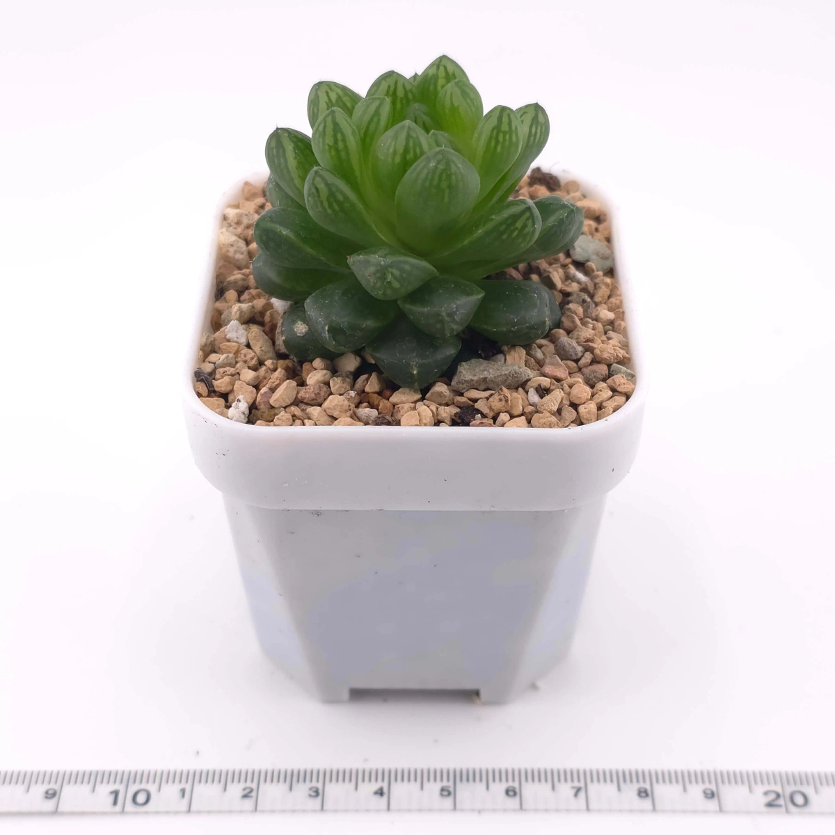 Haworthia cymbiformis | 草玉露 thumbnail 2
