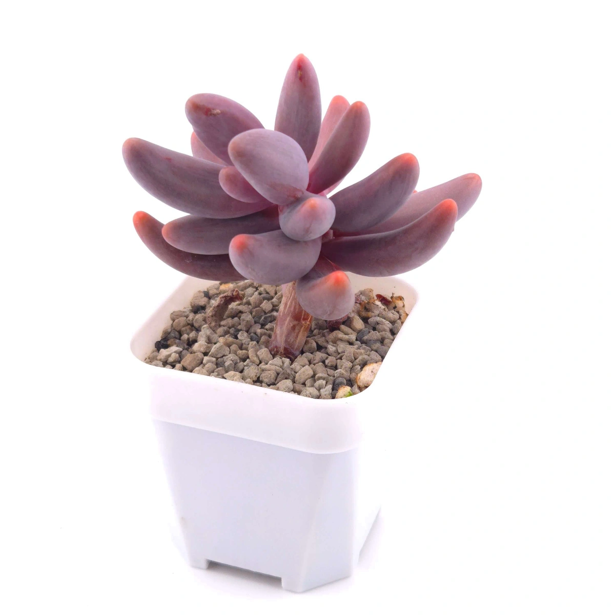 Pachyphytum ‘Ganzhou’ silk variegated | 紅手指錦 - View 1
