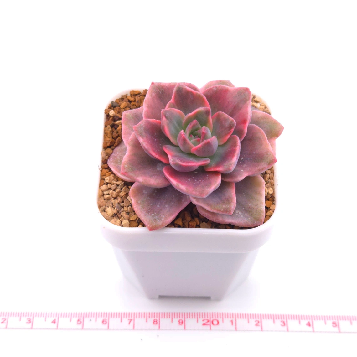Graptoveria ‘Mrs Richard’ variegated | 彩虹糖錦 thumbnail 2