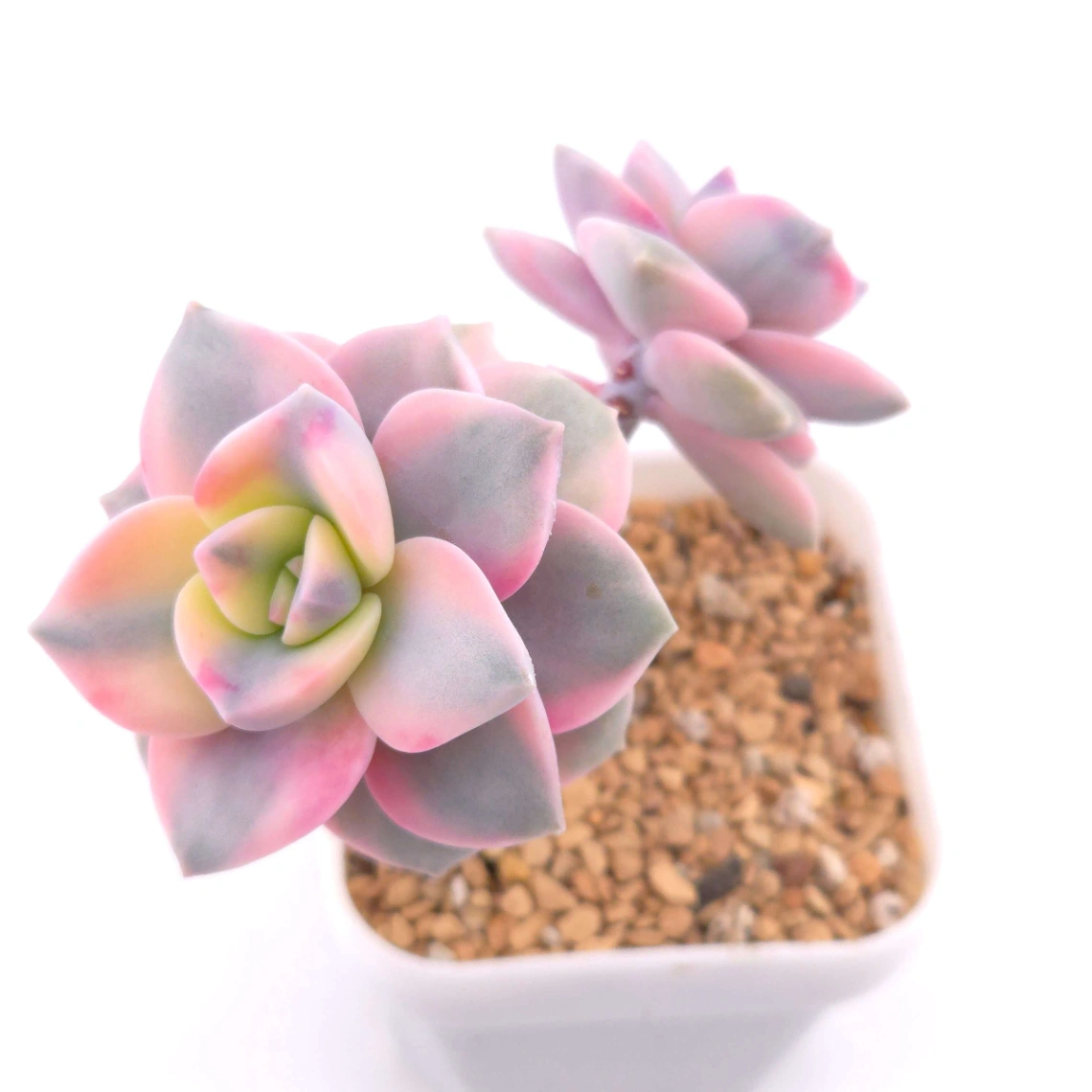 Graptopetalum ‘Purple Delight’ variegated | 紫樂錦 - View 1