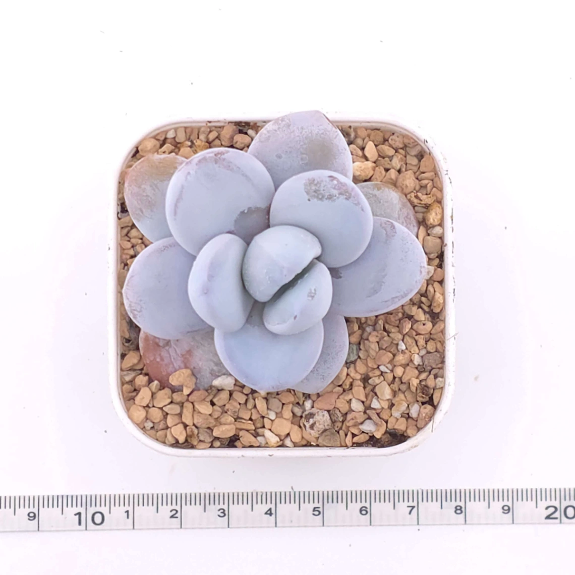 Pachyphytum ‘Cuicatecanum’ | 雪美人 thumbnail 3