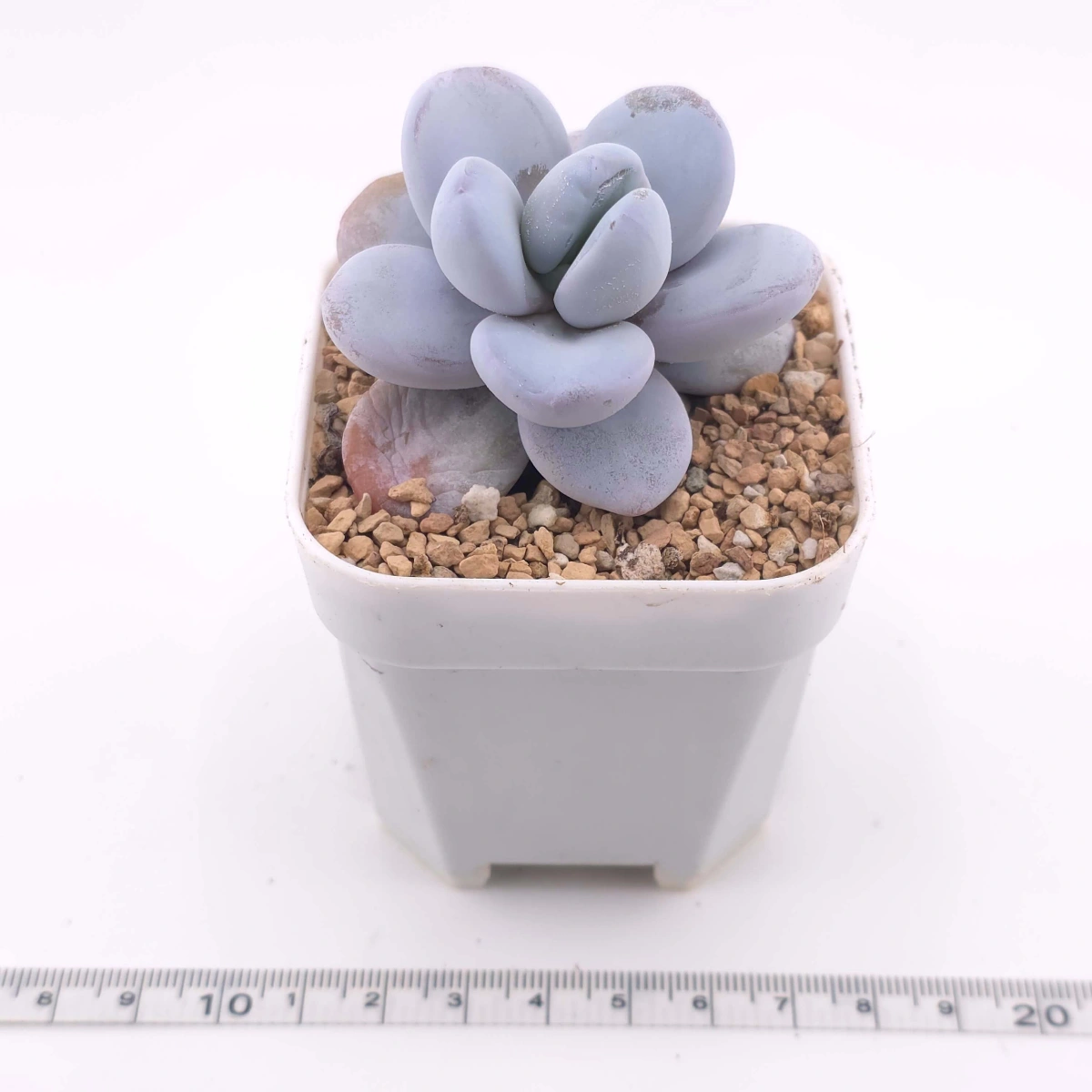 Pachyphytum ‘Cuicatecanum’ | 雪美人 thumbnail 2