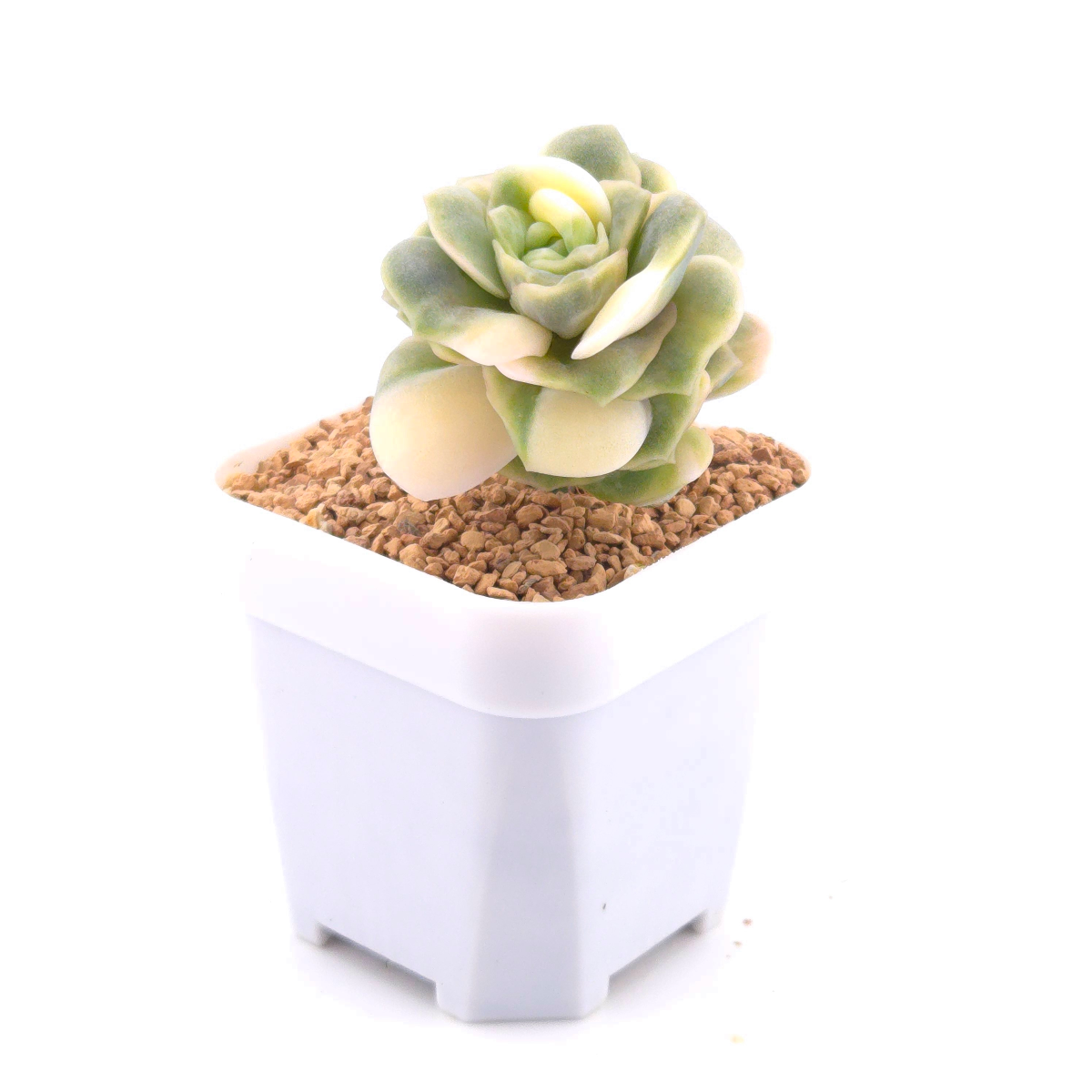 Graptoveria ‘Lovely Rose’ variegated | 可愛玫瑰錦 thumbnail 2