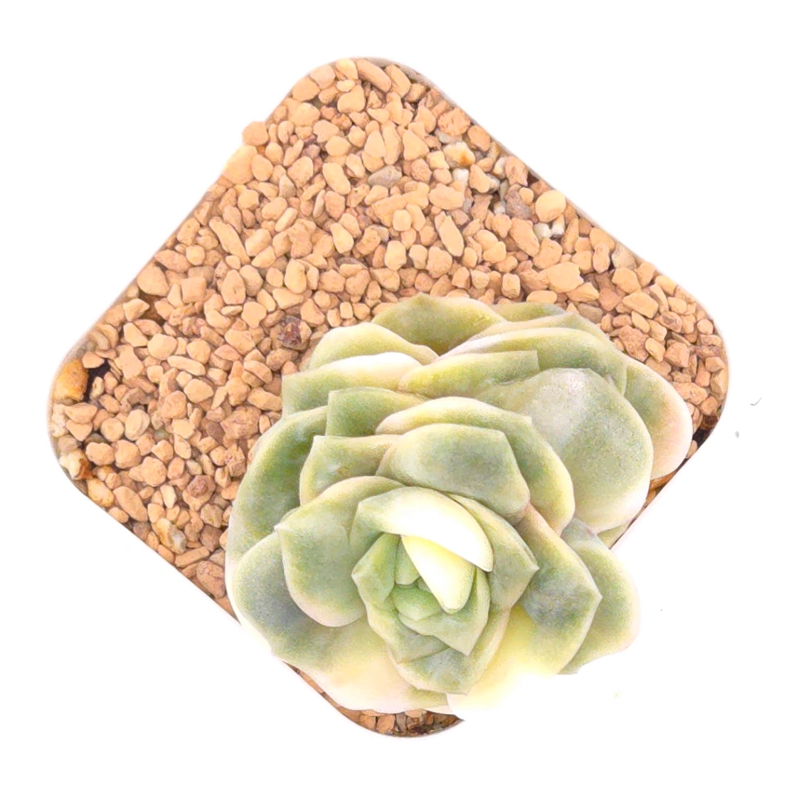 Graptoveria ‘Lovely Rose’ variegated | 可愛玫瑰錦 thumbnail 3