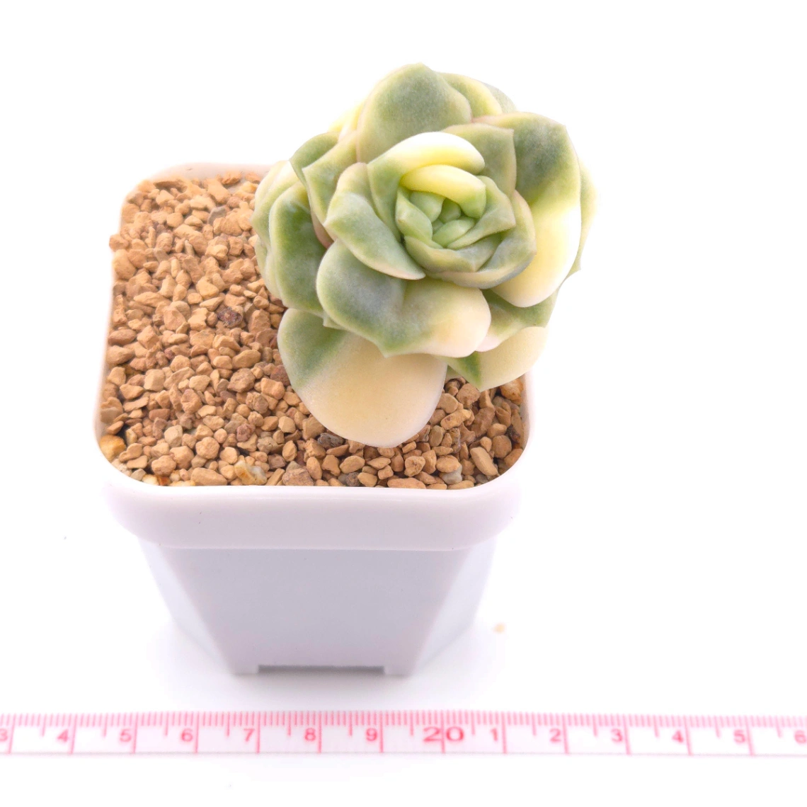 Graptoveria ‘Lovely Rose’ variegated | 可愛玫瑰錦 thumbnail 4