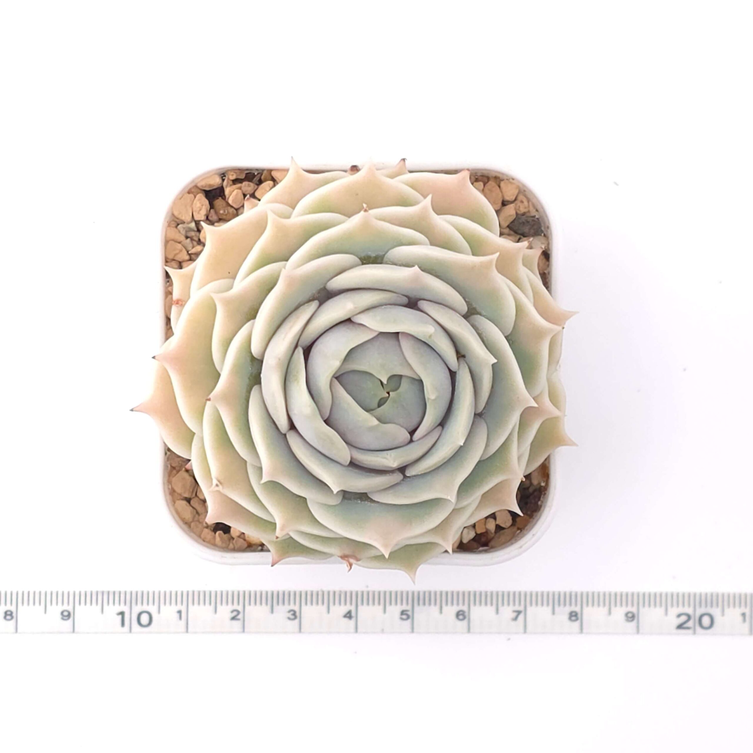 Echeveria 'Lola' | 露娜蓮 thumbnail 2