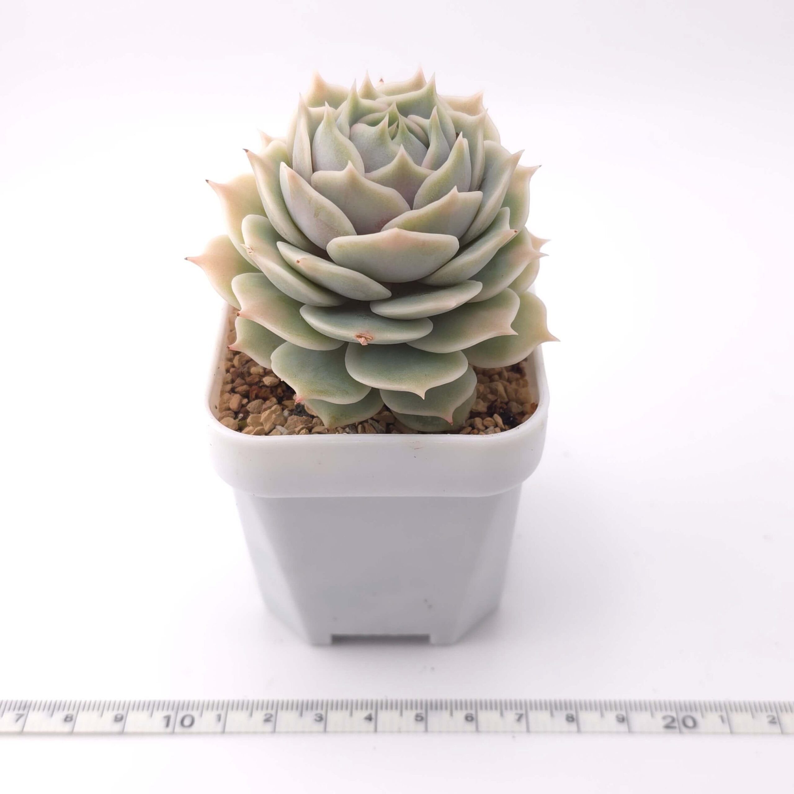 Echeveria 'Lola' | 露娜蓮 thumbnail 3