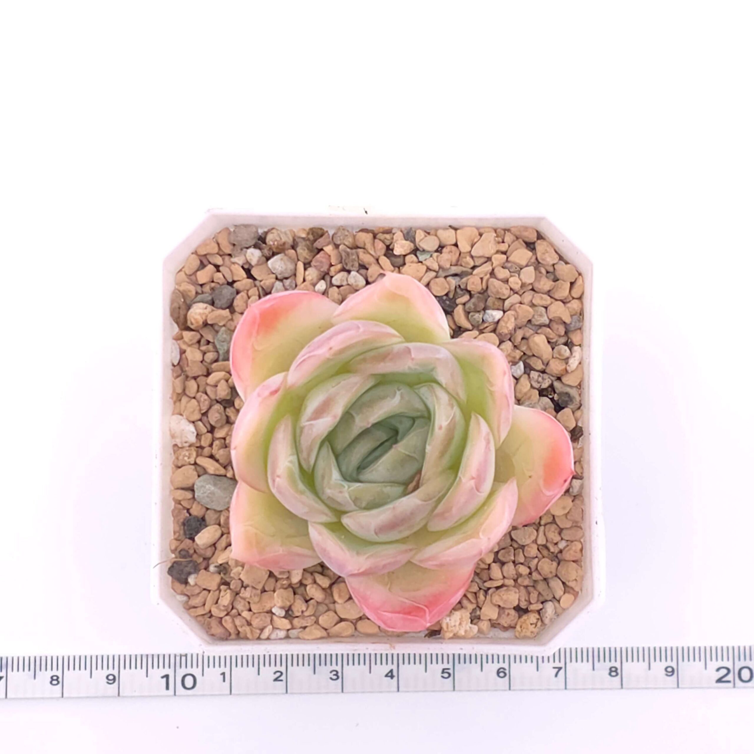 Echeveria 'Sakula' | 落櫻 thumbnail 4