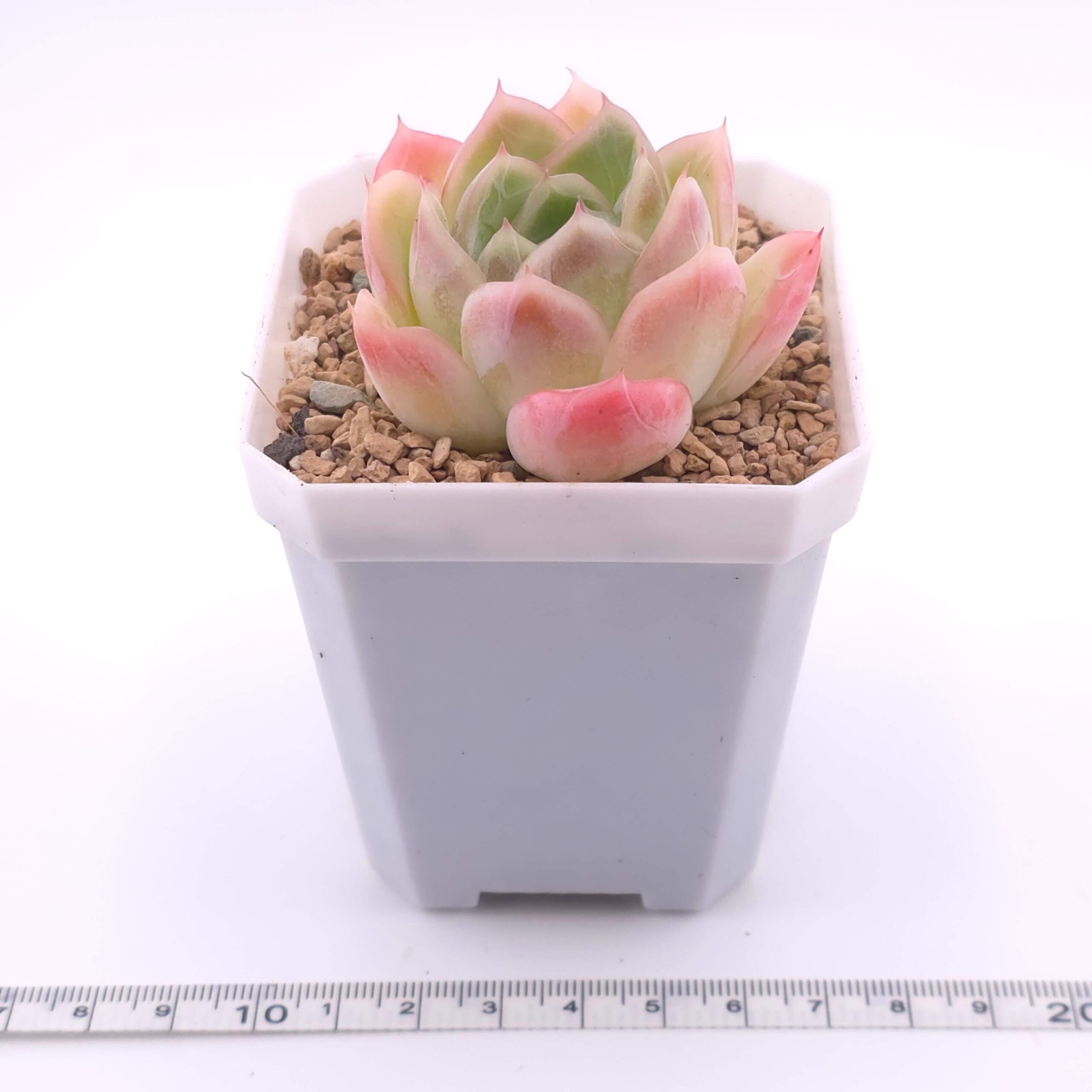 Echeveria 'Sakula' | 落櫻 thumbnail 2