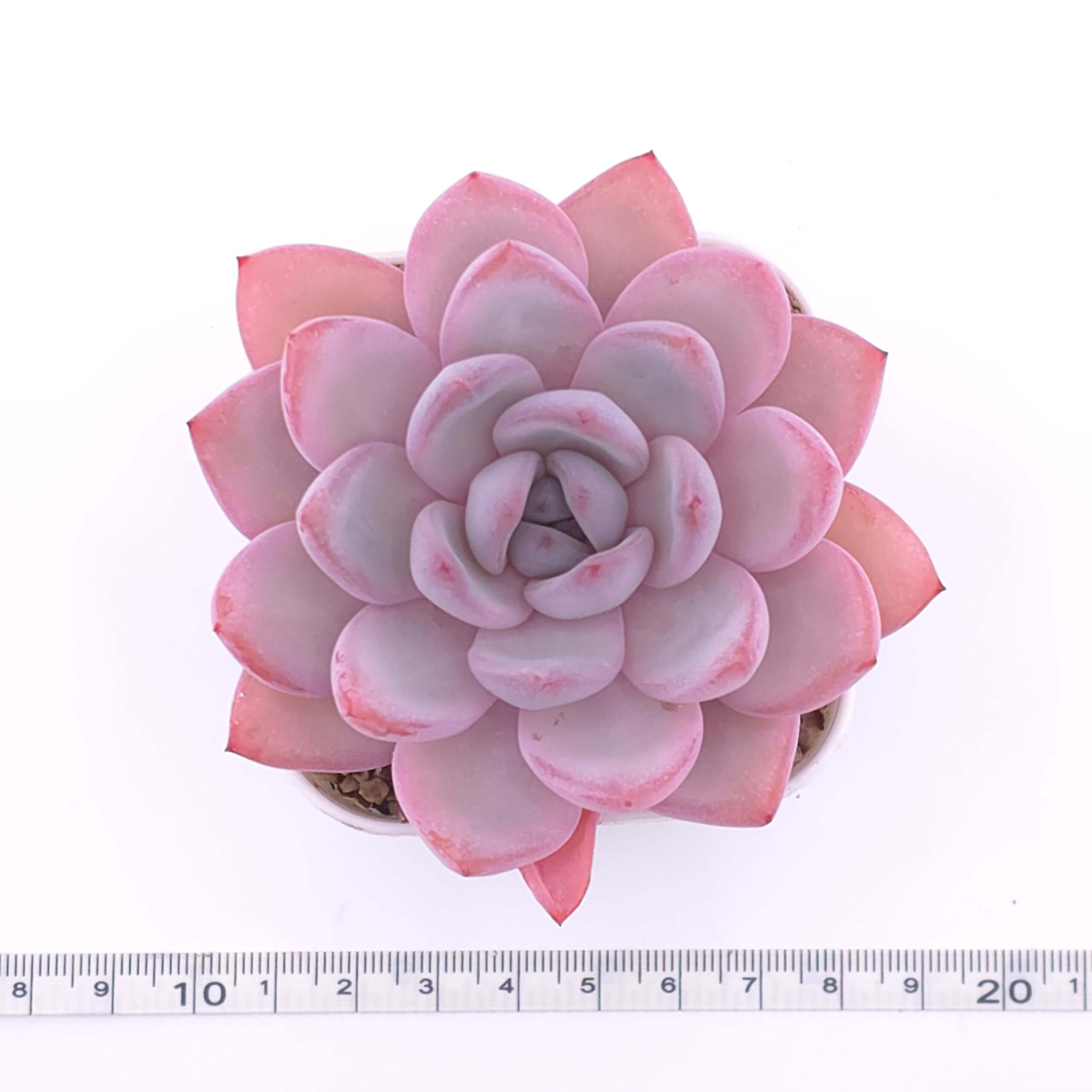 Echeveria 'Sang-A' | 嫦娥 thumbnail 4