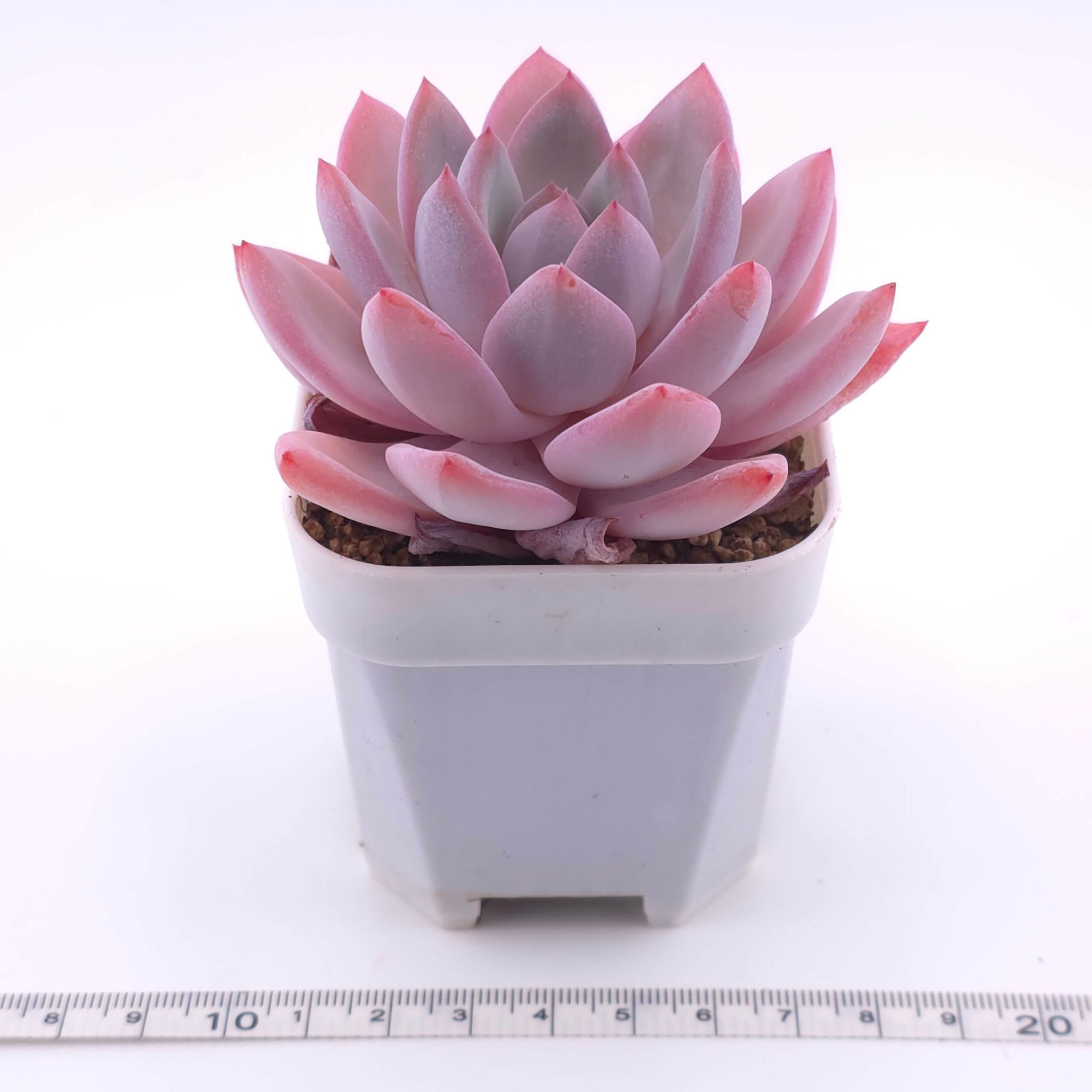 Echeveria 'Sang-A' | 嫦娥 thumbnail 2