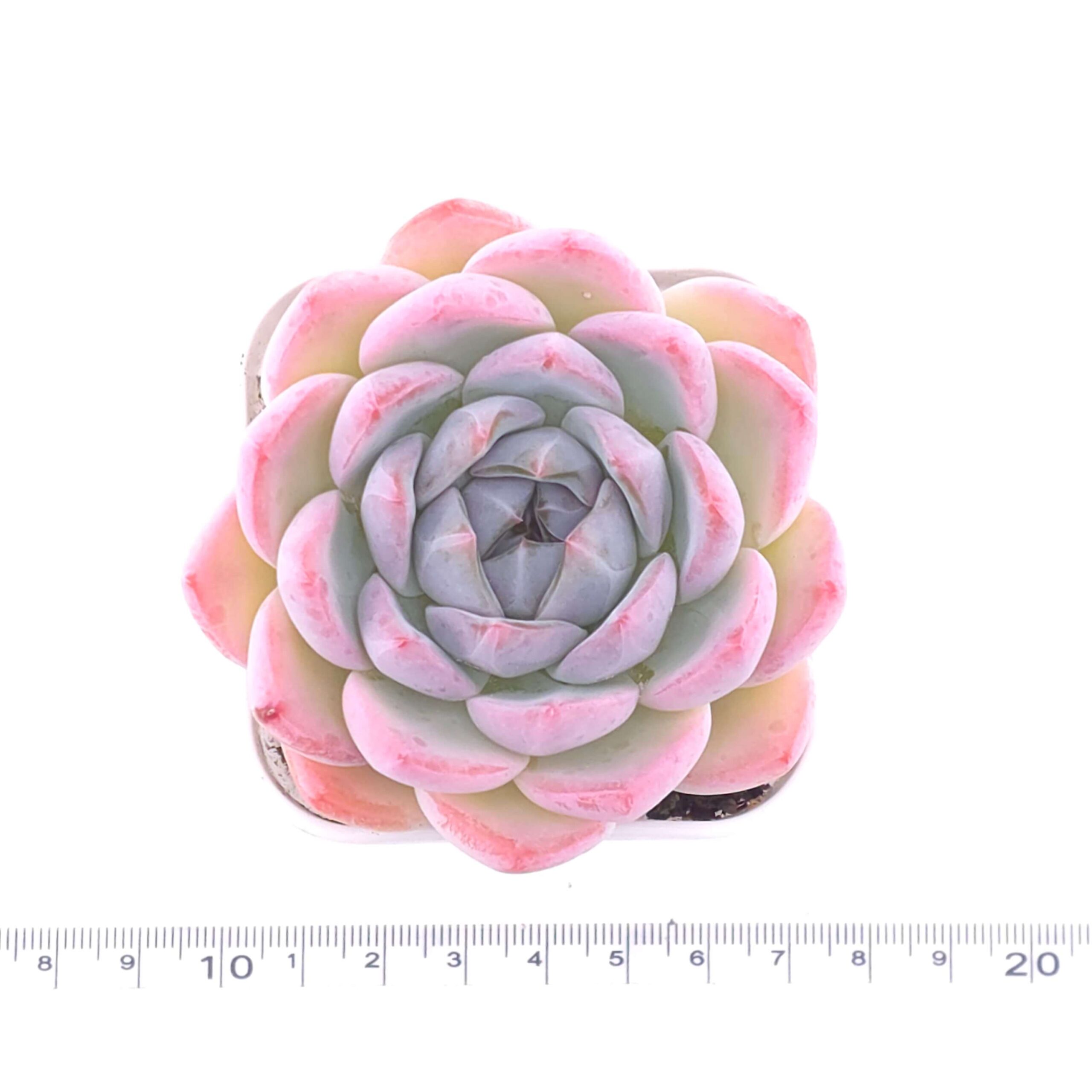 Echeveria 'Snow Melanie' | 雪媚娘 thumbnail 4