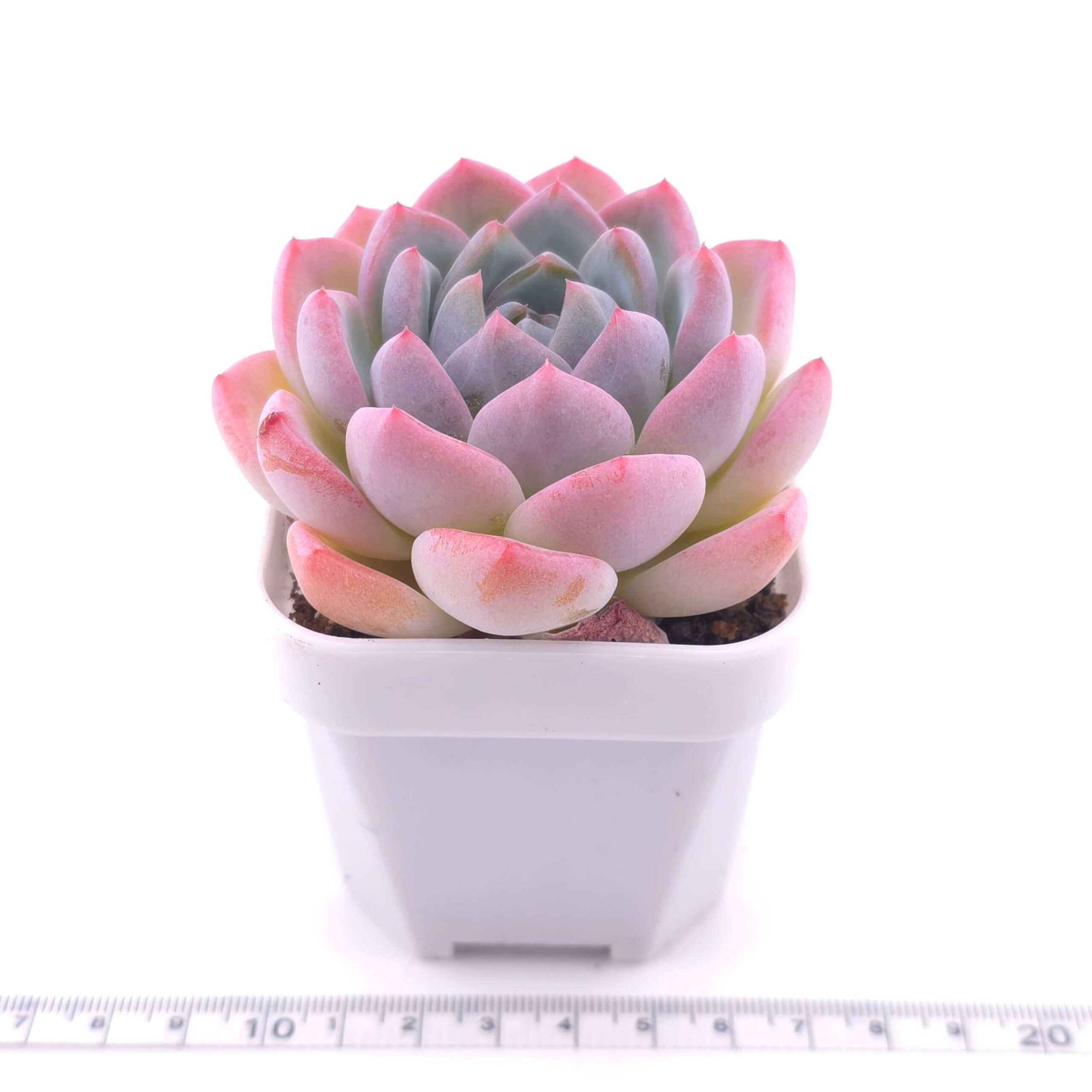 Echeveria 'Snow Melanie' | 雪媚娘 thumbnail 2