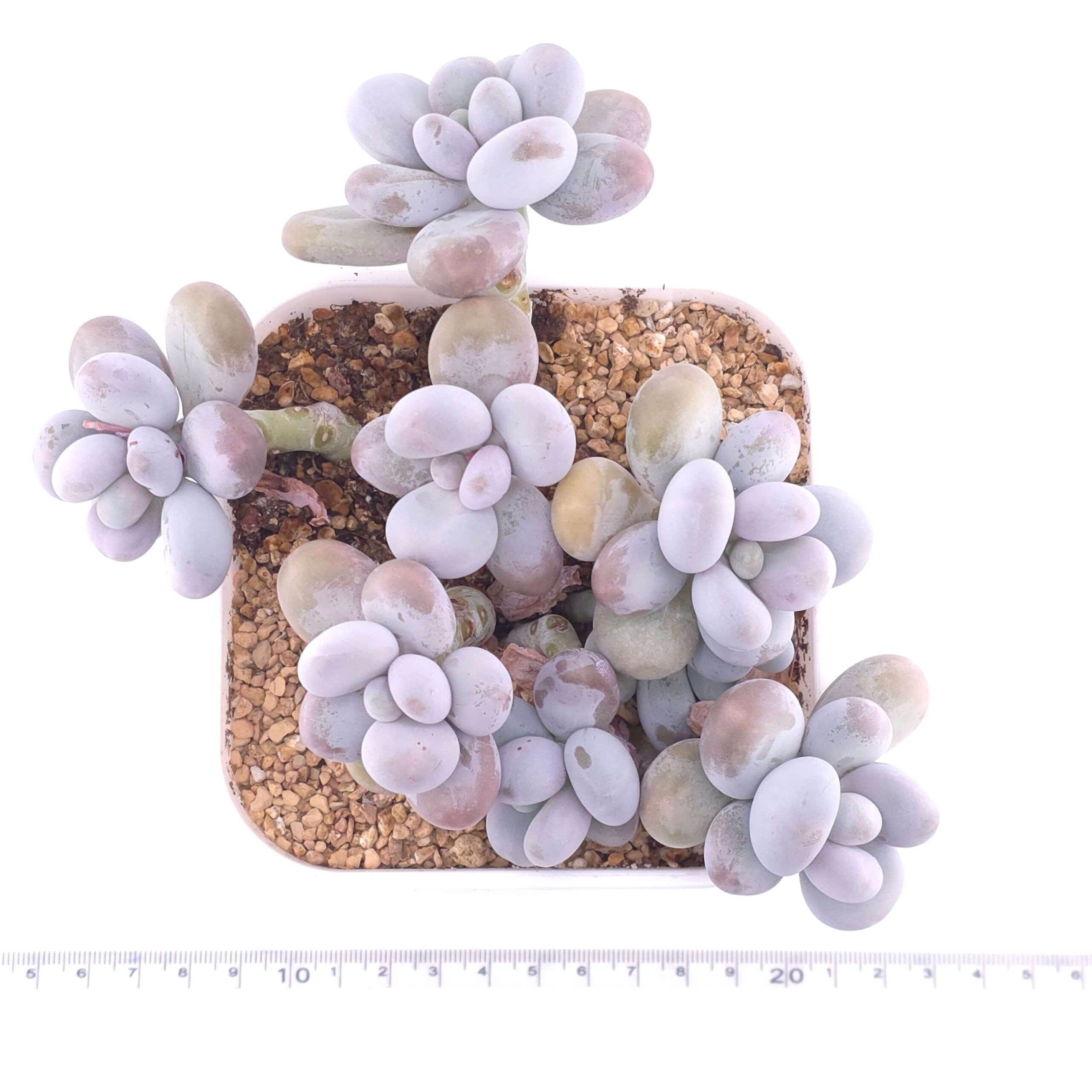 Pachyphytum 'Cheese' clustering | 奶酪群 thumbnail 4