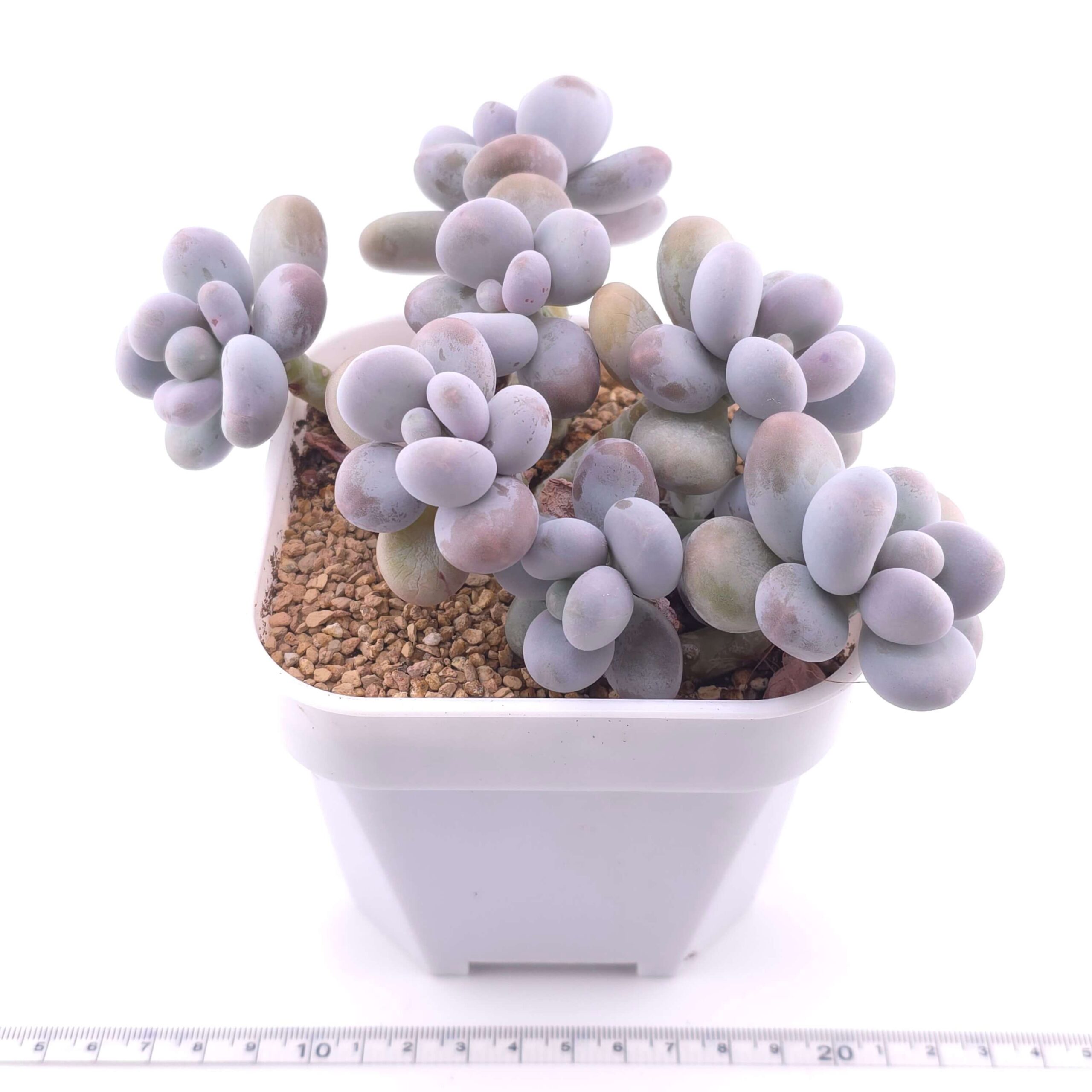 Pachyphytum 'Cheese' clustering | 奶酪群 thumbnail 2