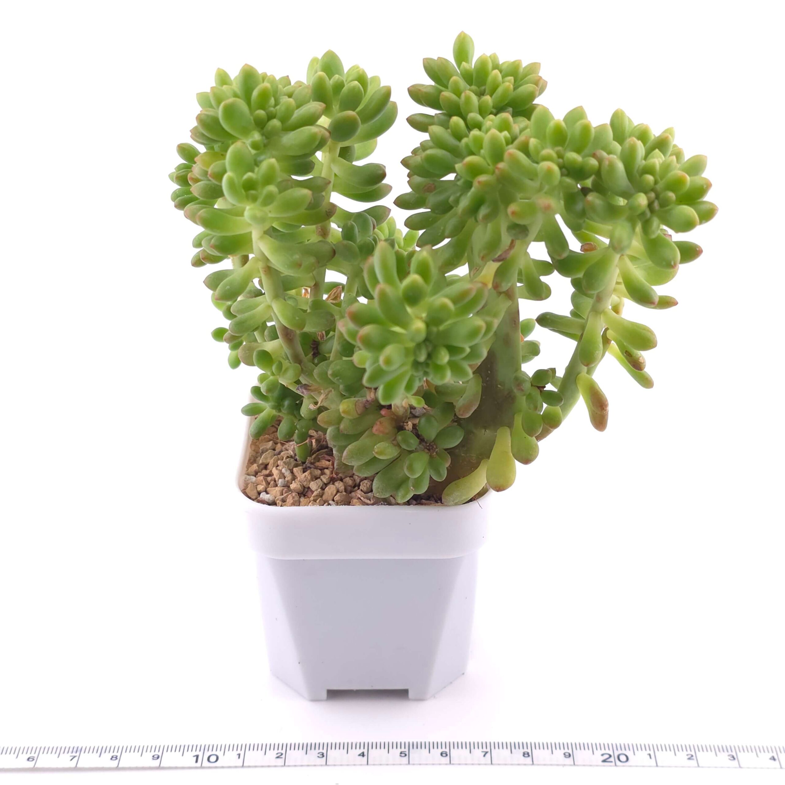 Sedum Alice Evans Cristata | 春萌群 thumbnail 3