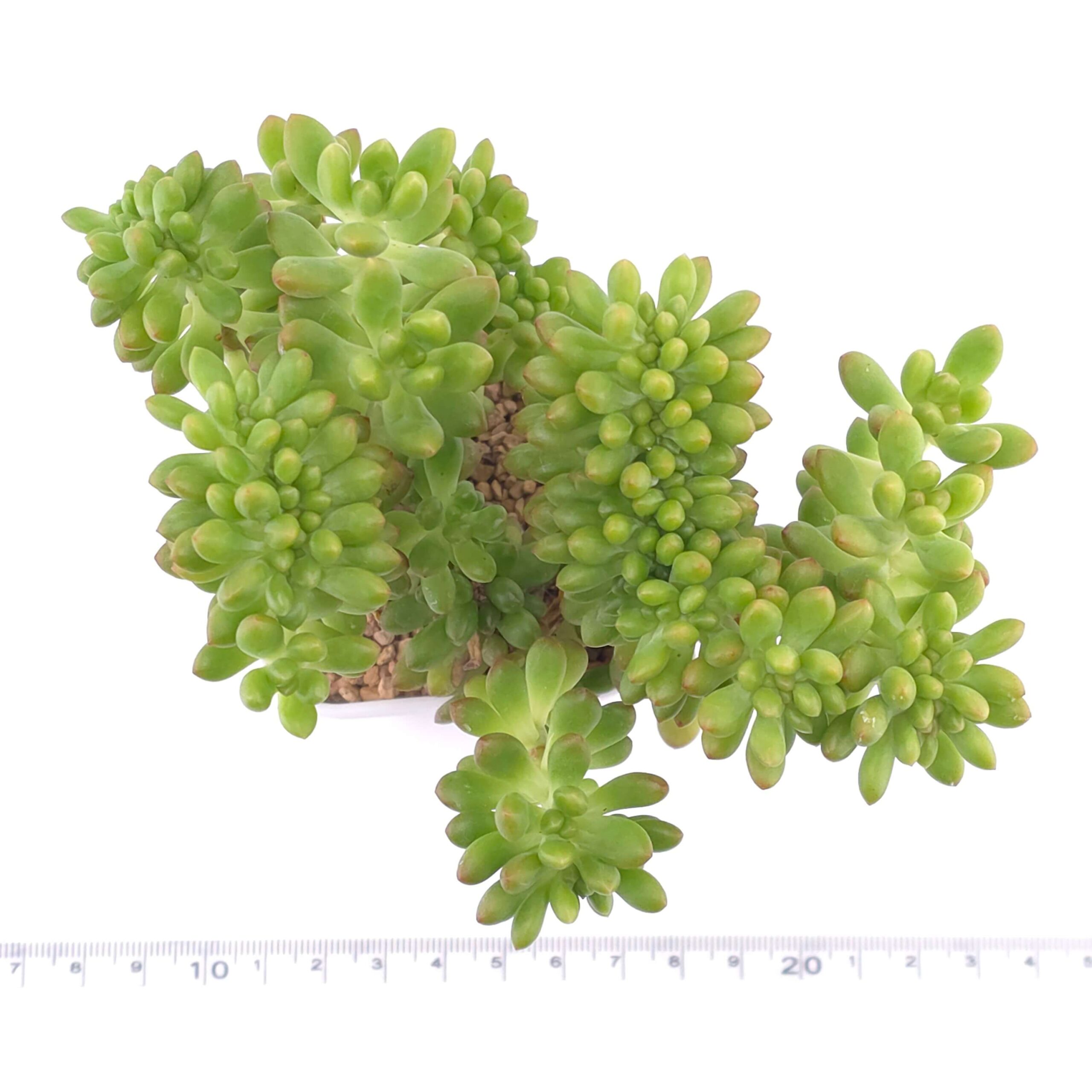 Sedum Alice Evans Cristata | 春萌群 thumbnail 2
