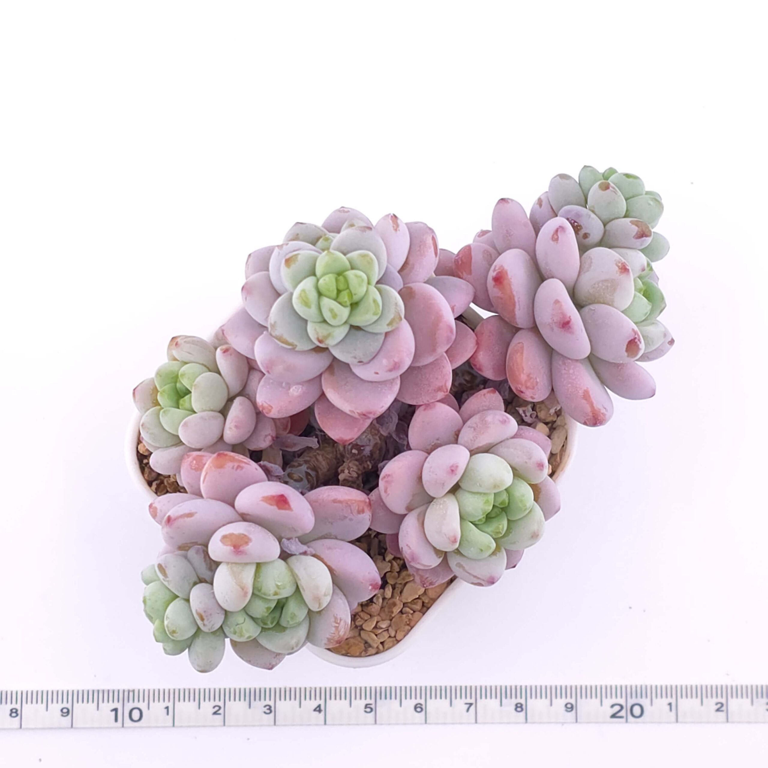 Sedum clavatum clsutering | 勞爾群 thumbnail 4