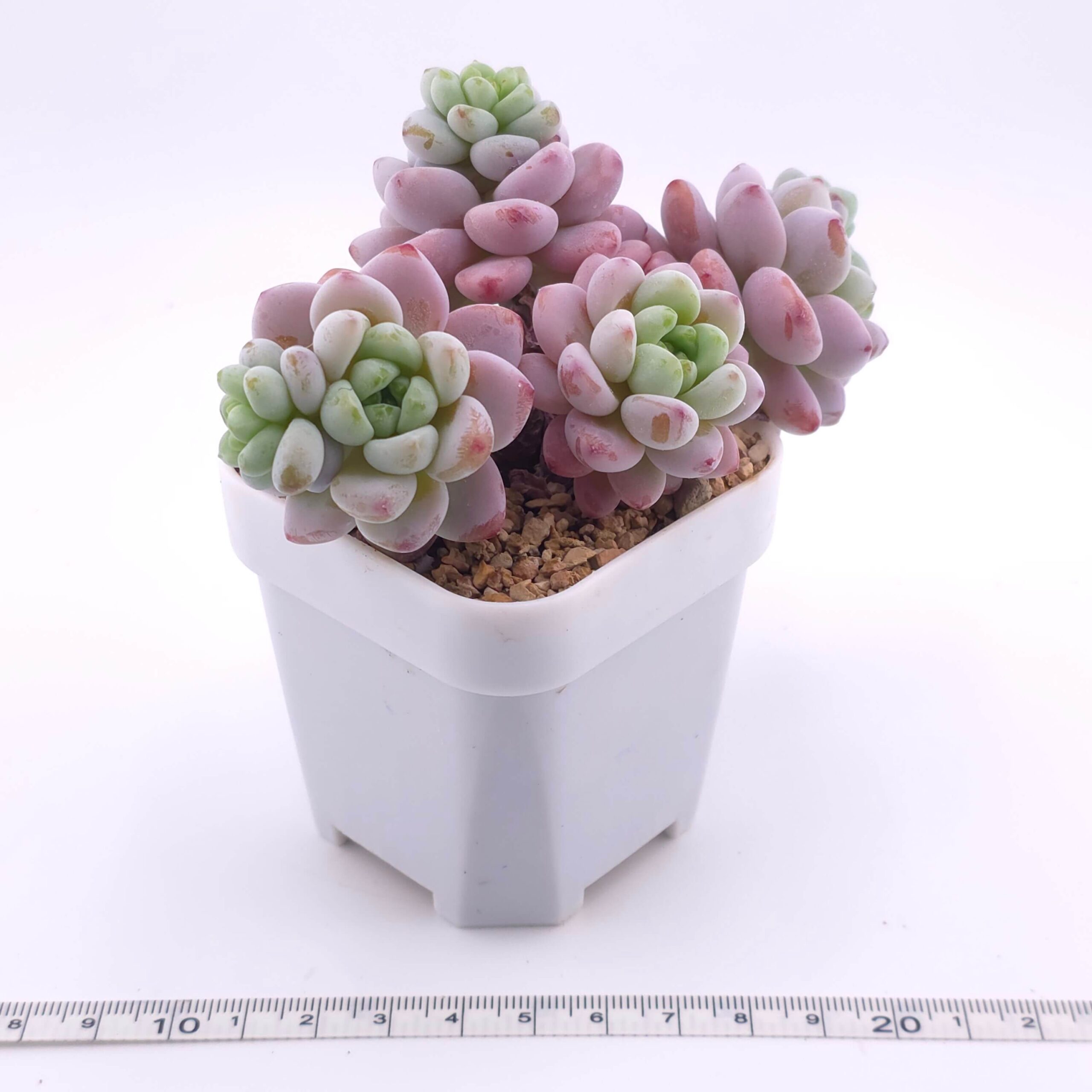Sedum clavatum clsutering | 勞爾群 thumbnail 2