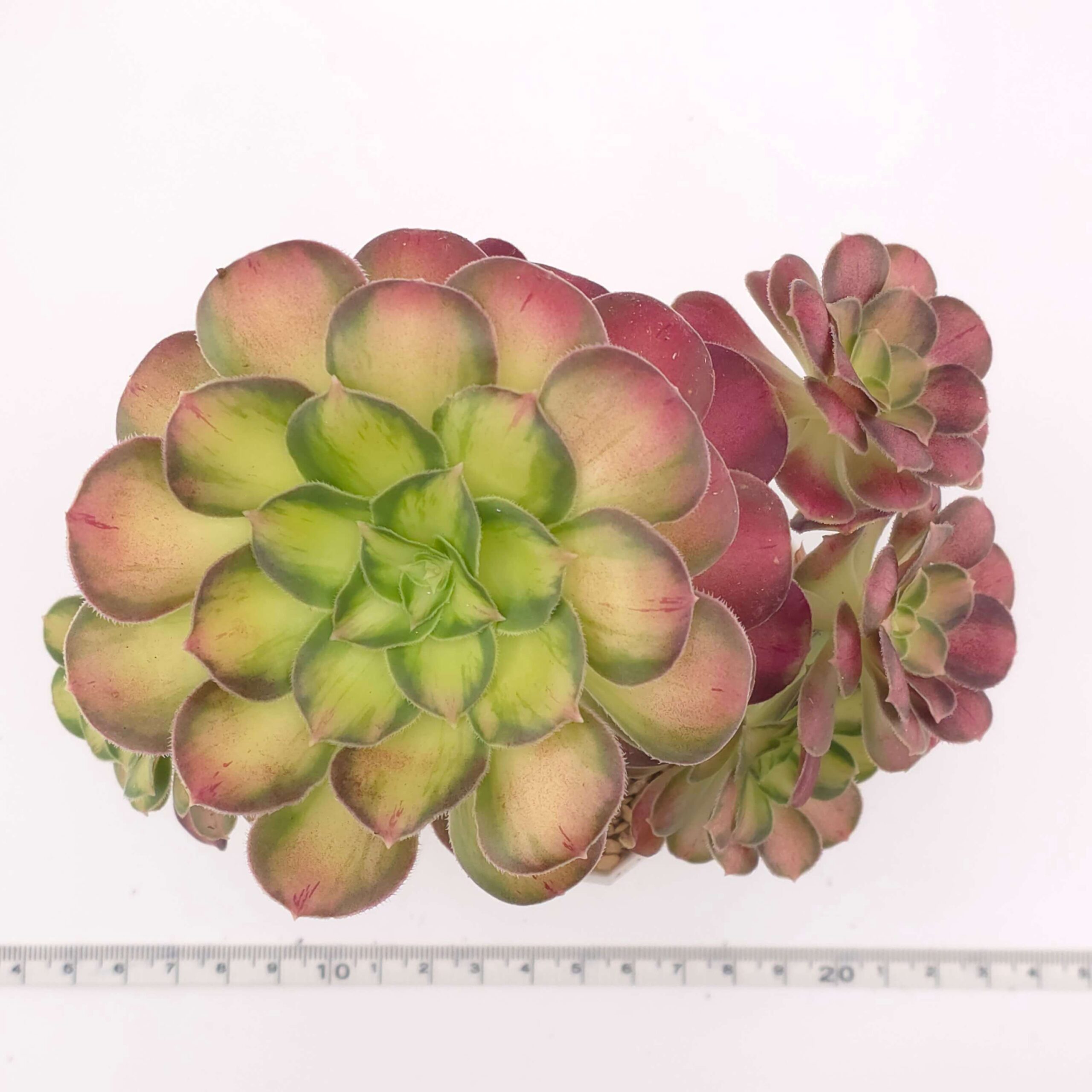 Aeonium 'Shaohua' | 韶華 thumbnail 2