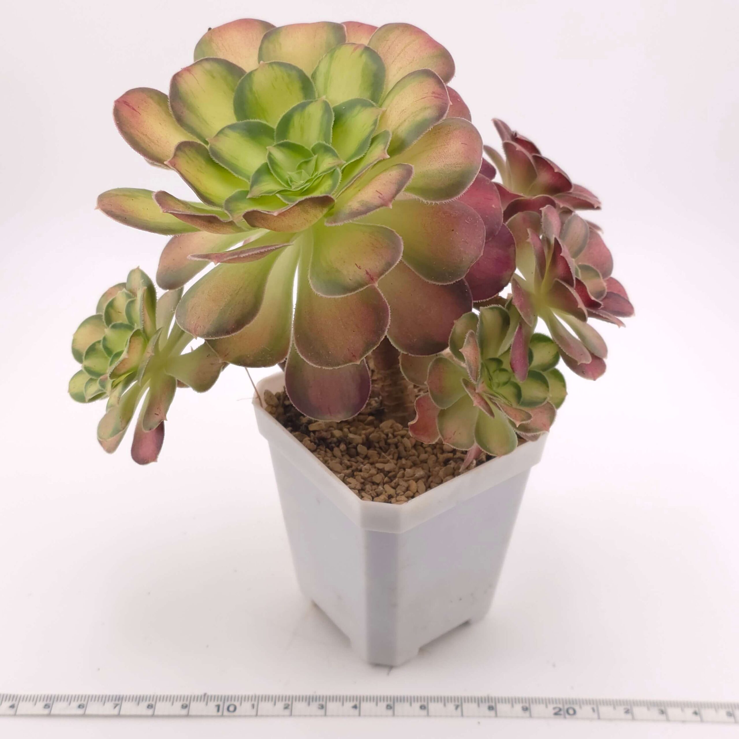 Aeonium 'Shaohua' | 韶華 thumbnail 3