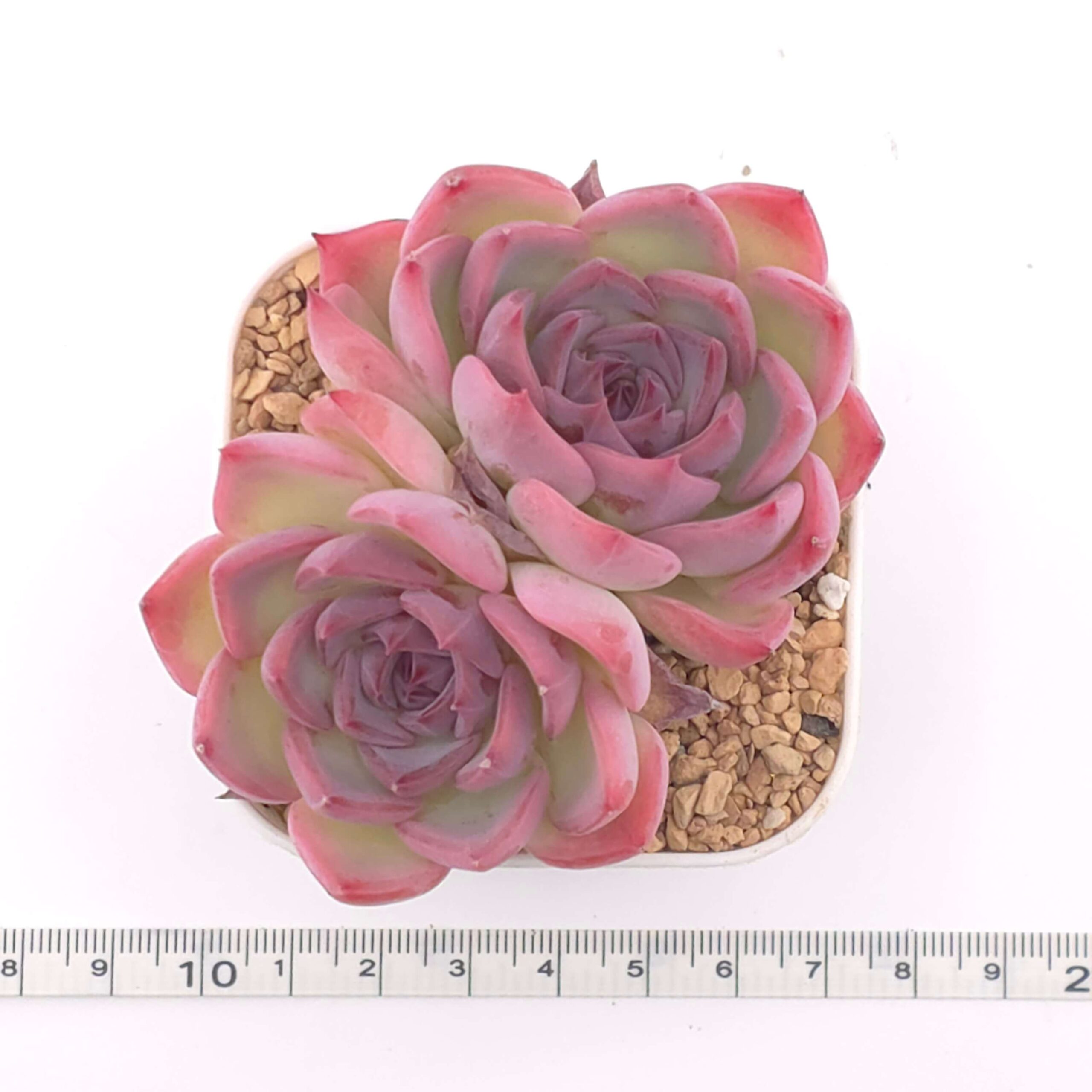Echeveria 'Casio' double | 卡西歐雙 thumbnail 2
