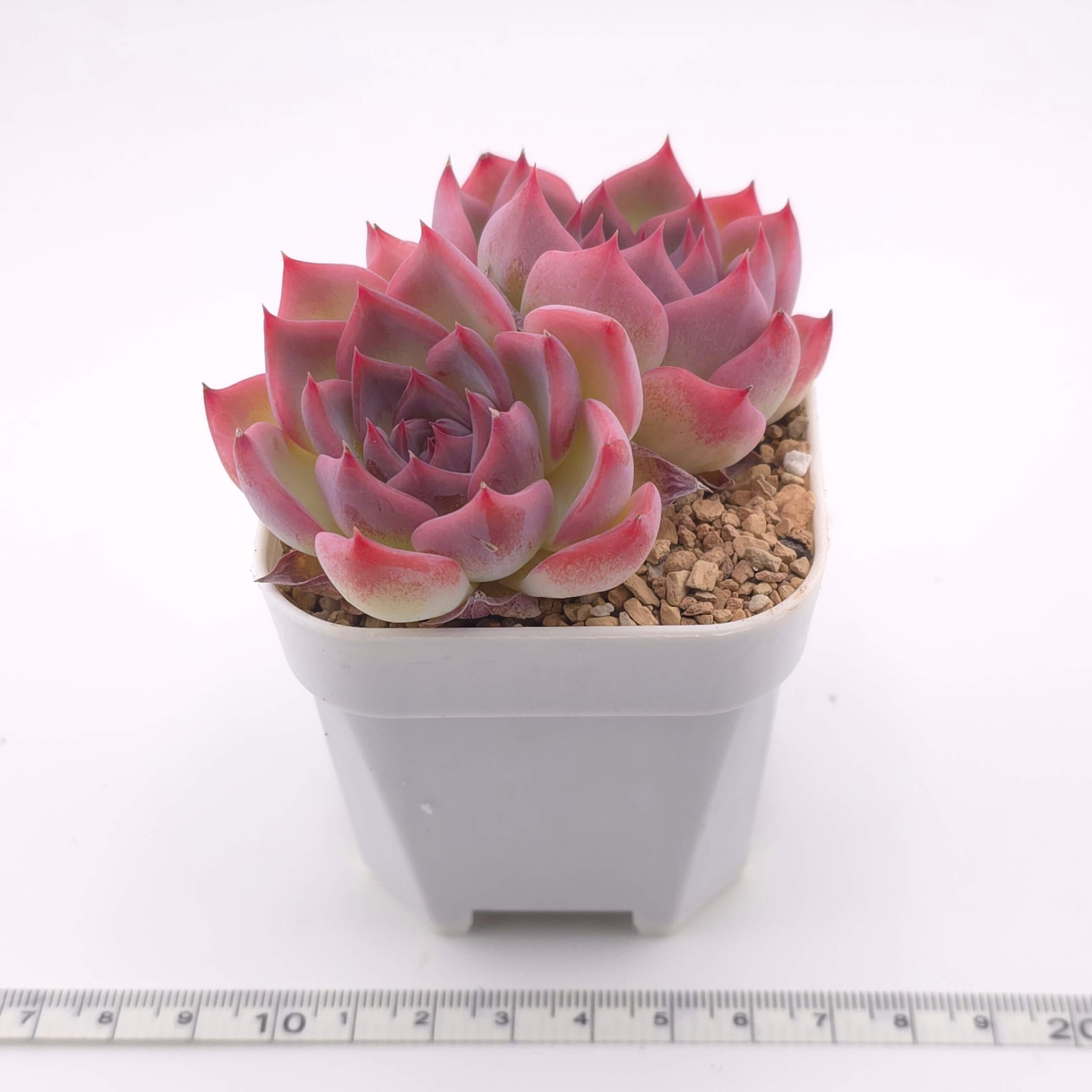 Echeveria 'Casio' double | 卡西歐雙 thumbnail 3
