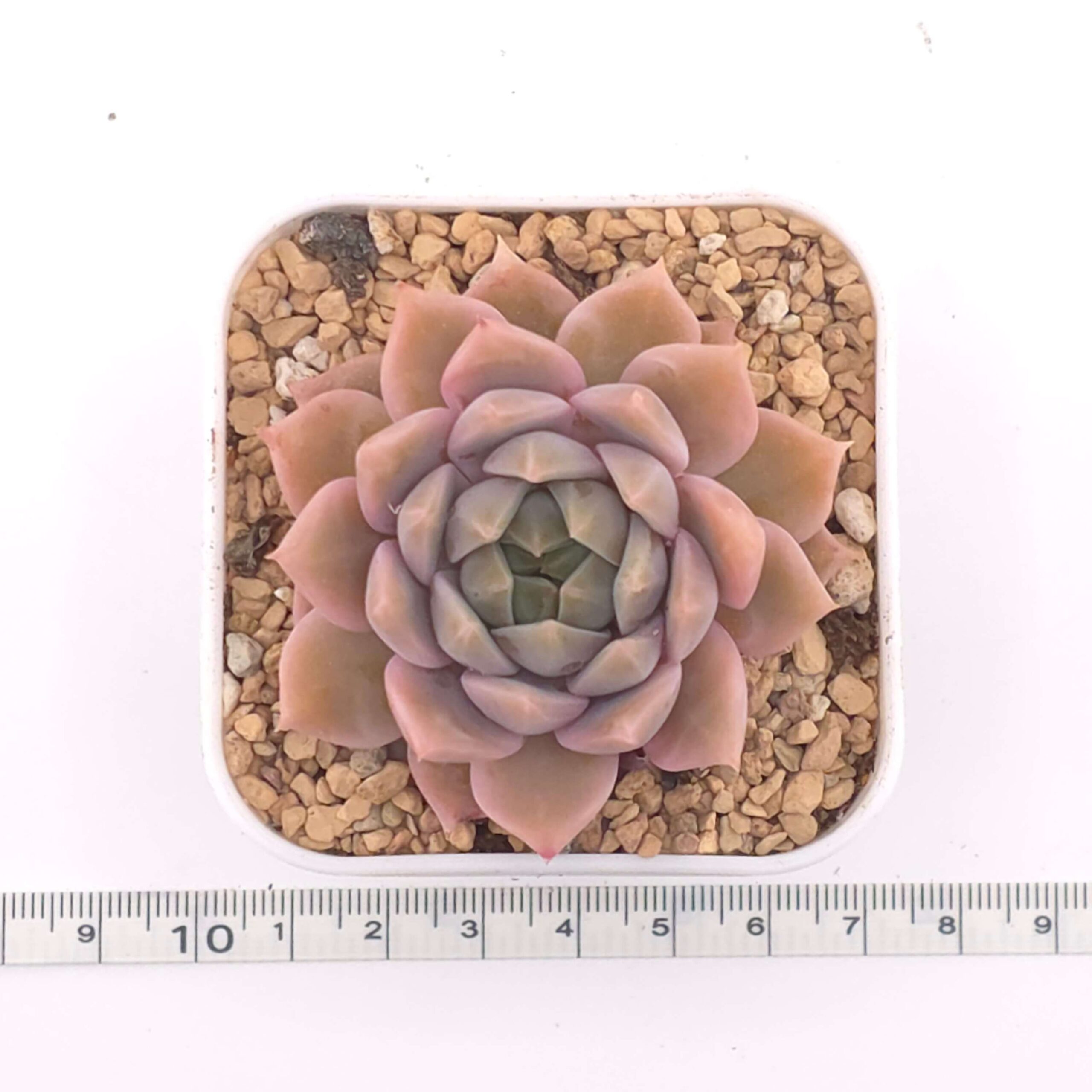 Echeveria 'Frost Flower' | 霜花 thumbnail 2