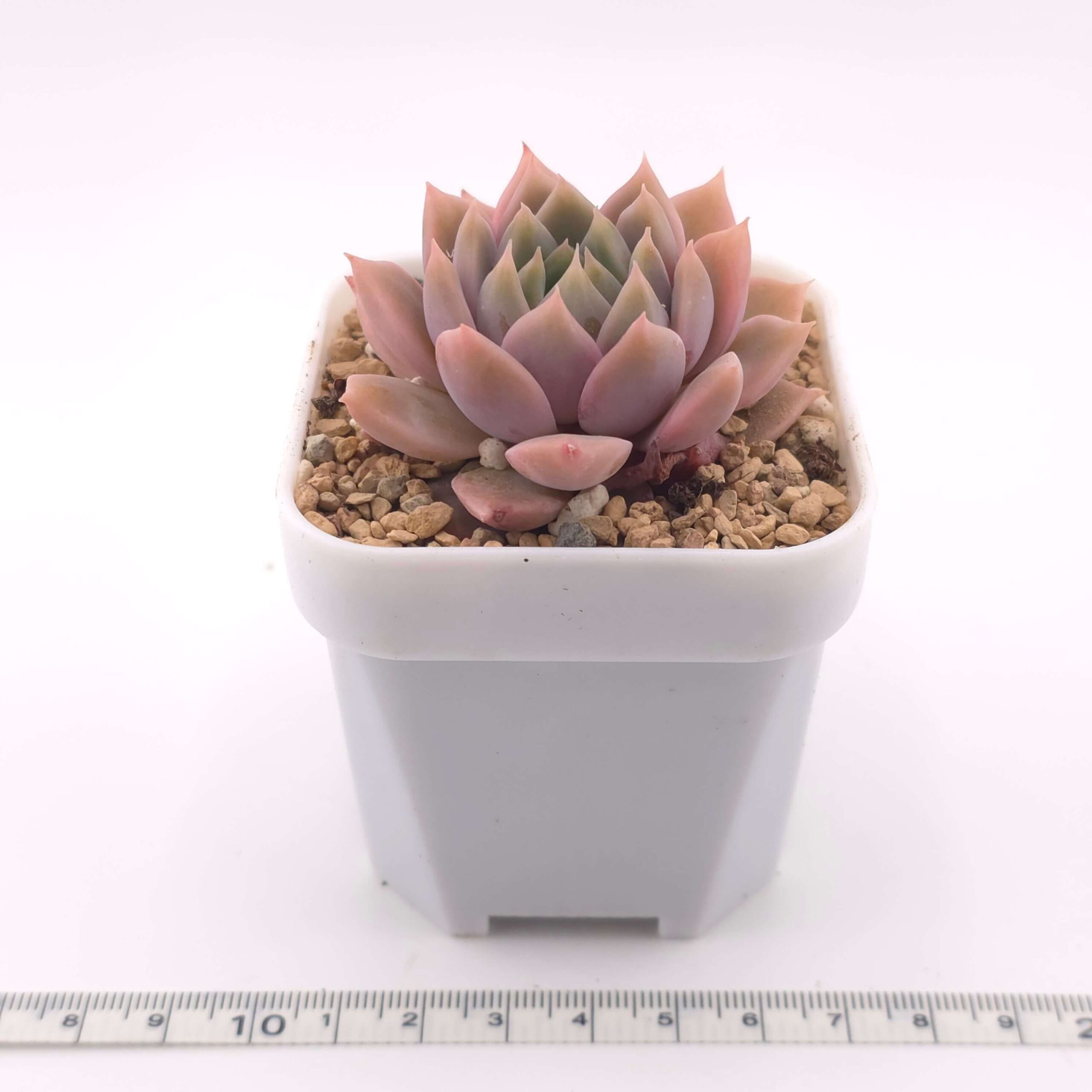Echeveria 'Frost Flower' | 霜花 thumbnail 3