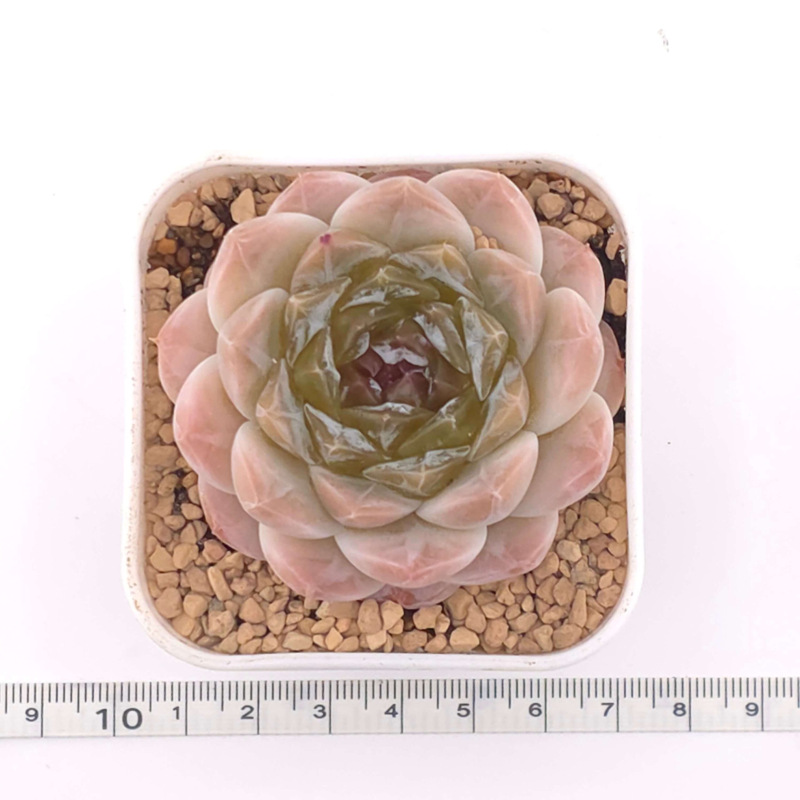 Echeveria 'Jenny' | 珍妮 thumbnail 2