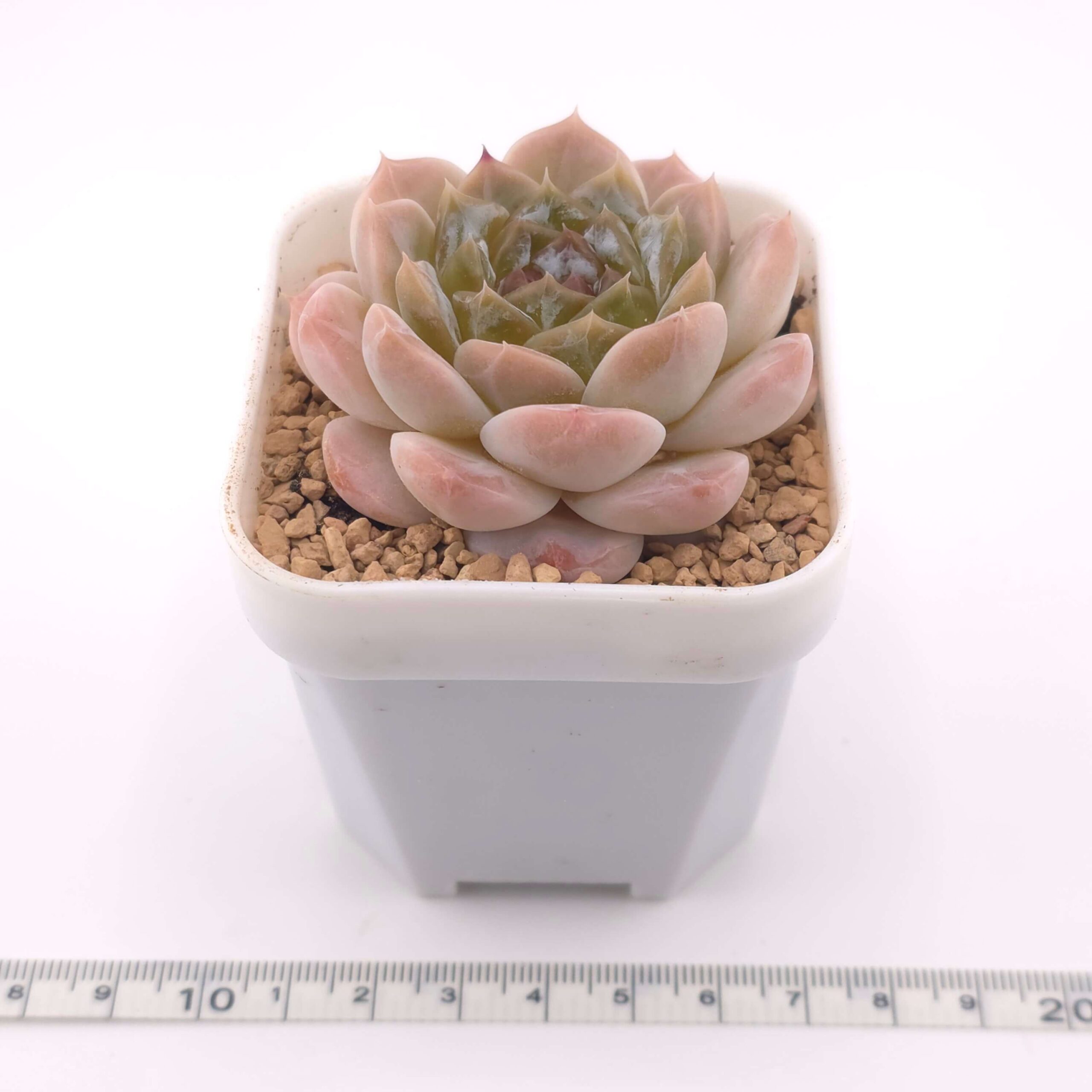 Echeveria 'Jenny' | 珍妮 thumbnail 3