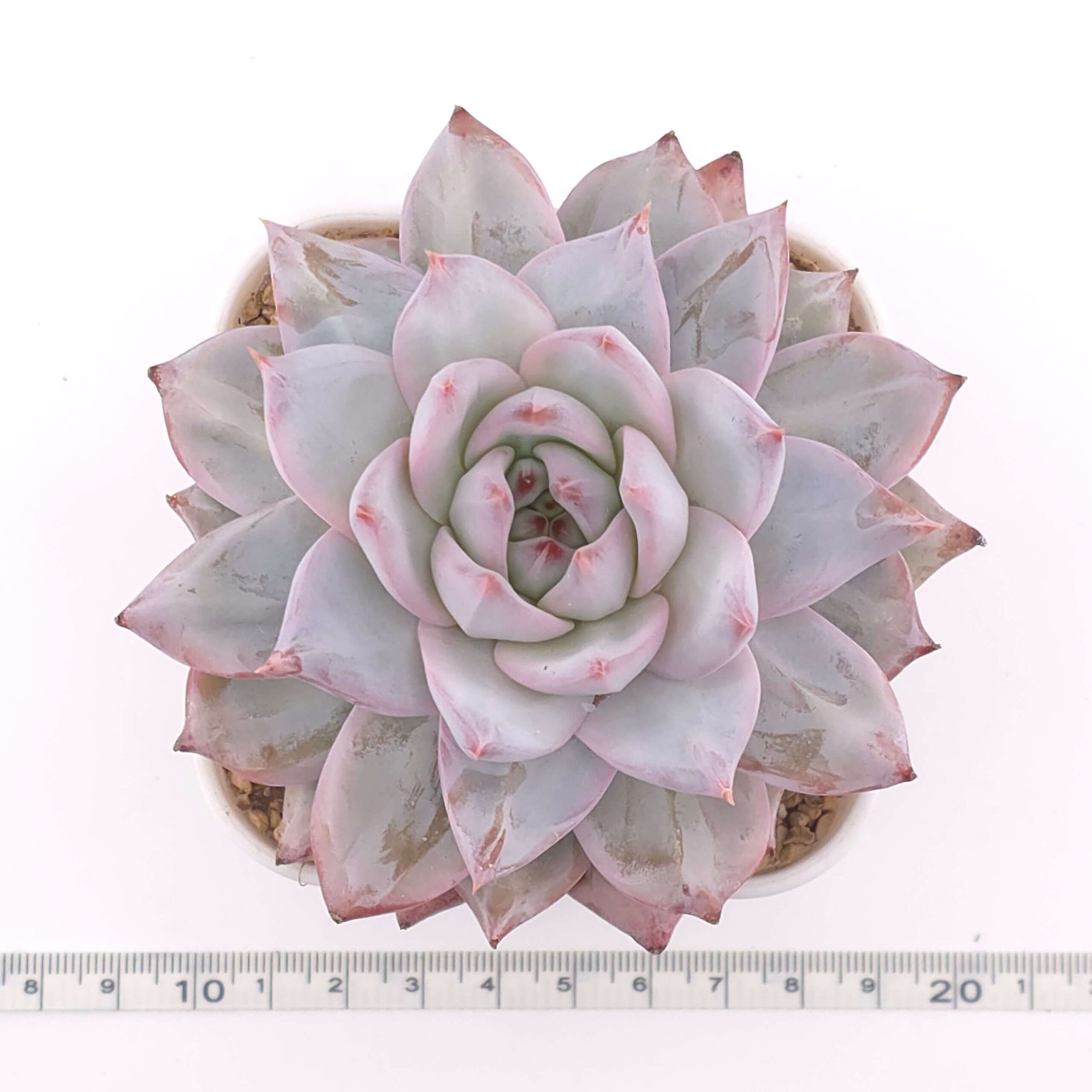 Echeveria 'Blue Bird' | 藍鳥 thumbnail 2