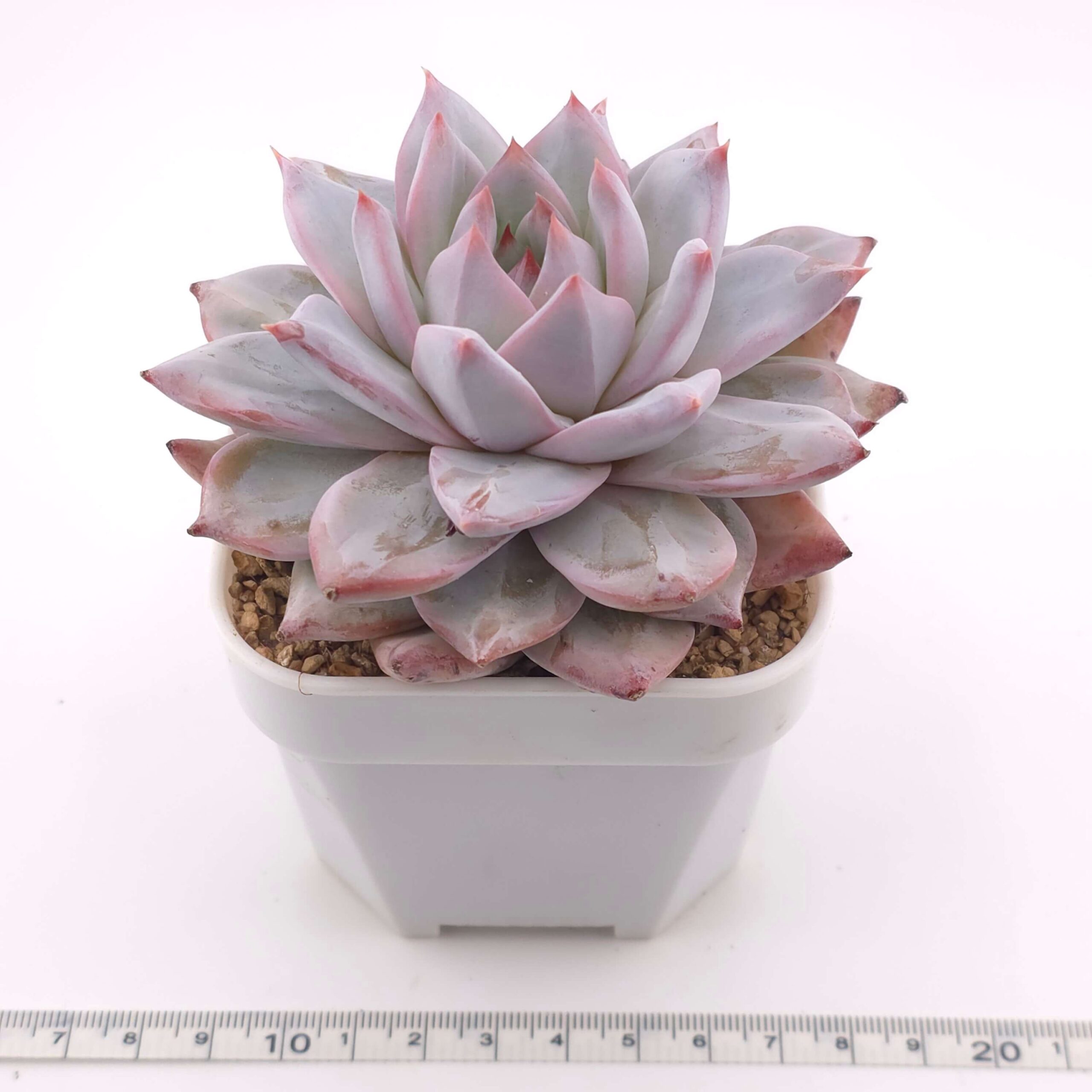 Echeveria 'Blue Bird' | 藍鳥 thumbnail 3