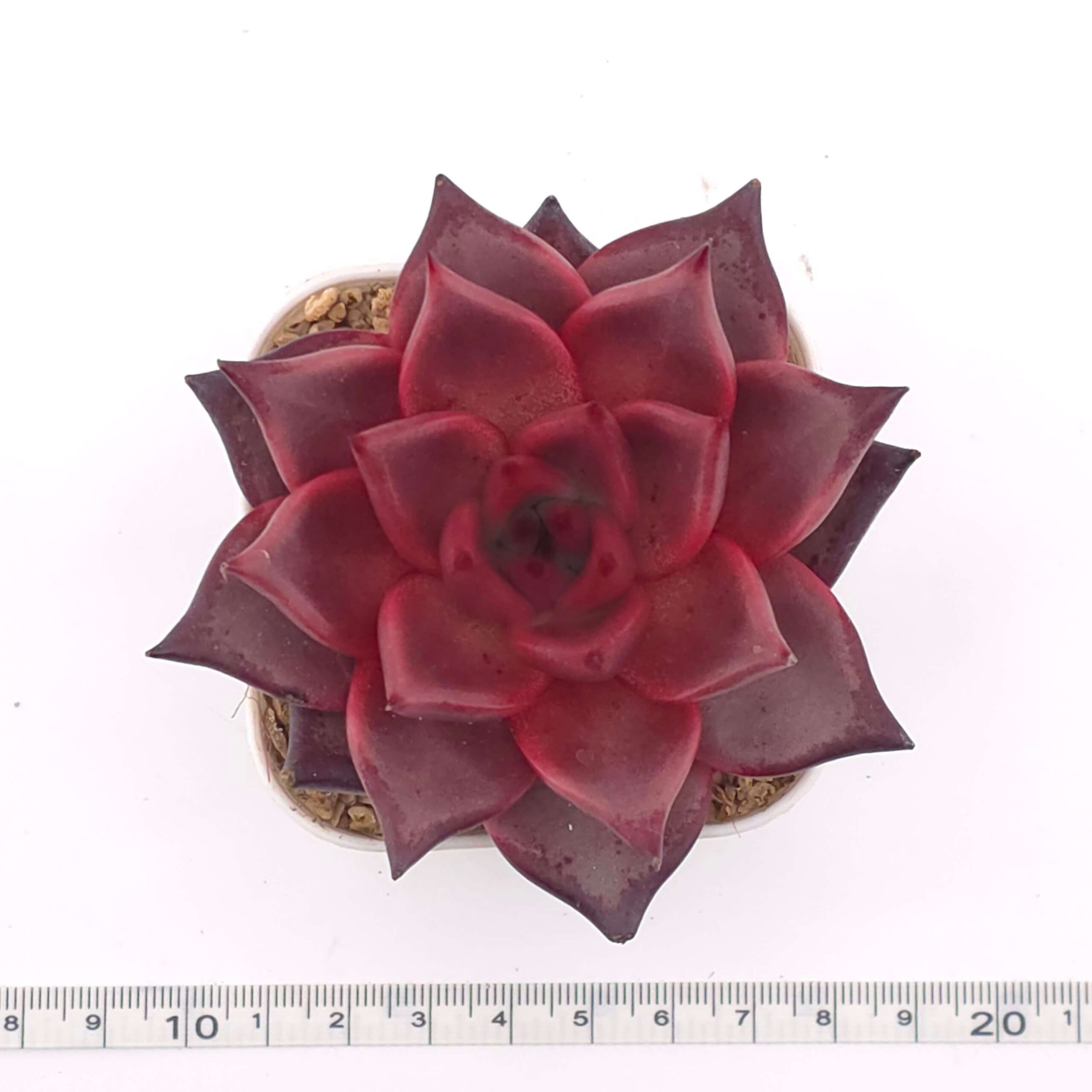 Echeveria 'RomeoX' | 羅密歐雜 thumbnail 2
