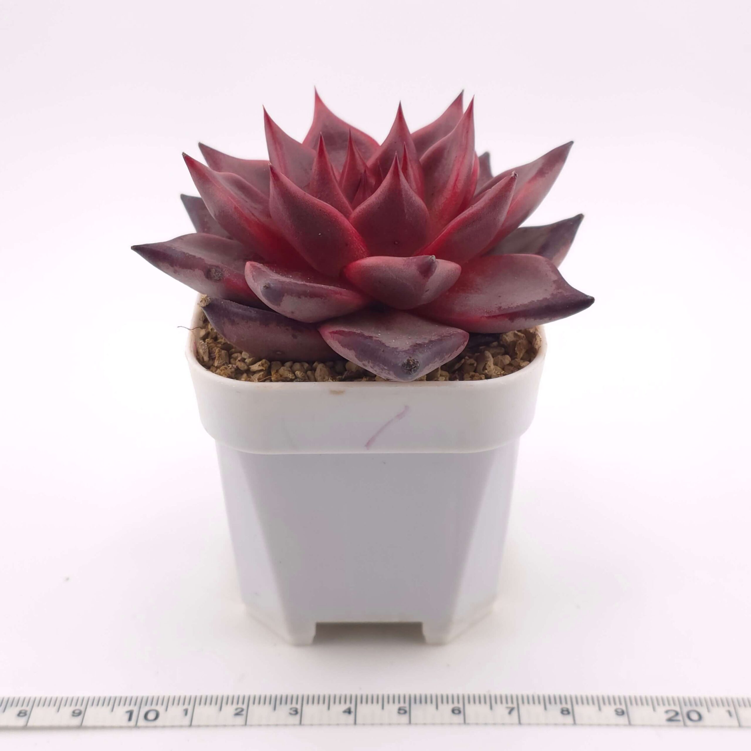 Echeveria 'RomeoX' | 羅密歐雜 thumbnail 3