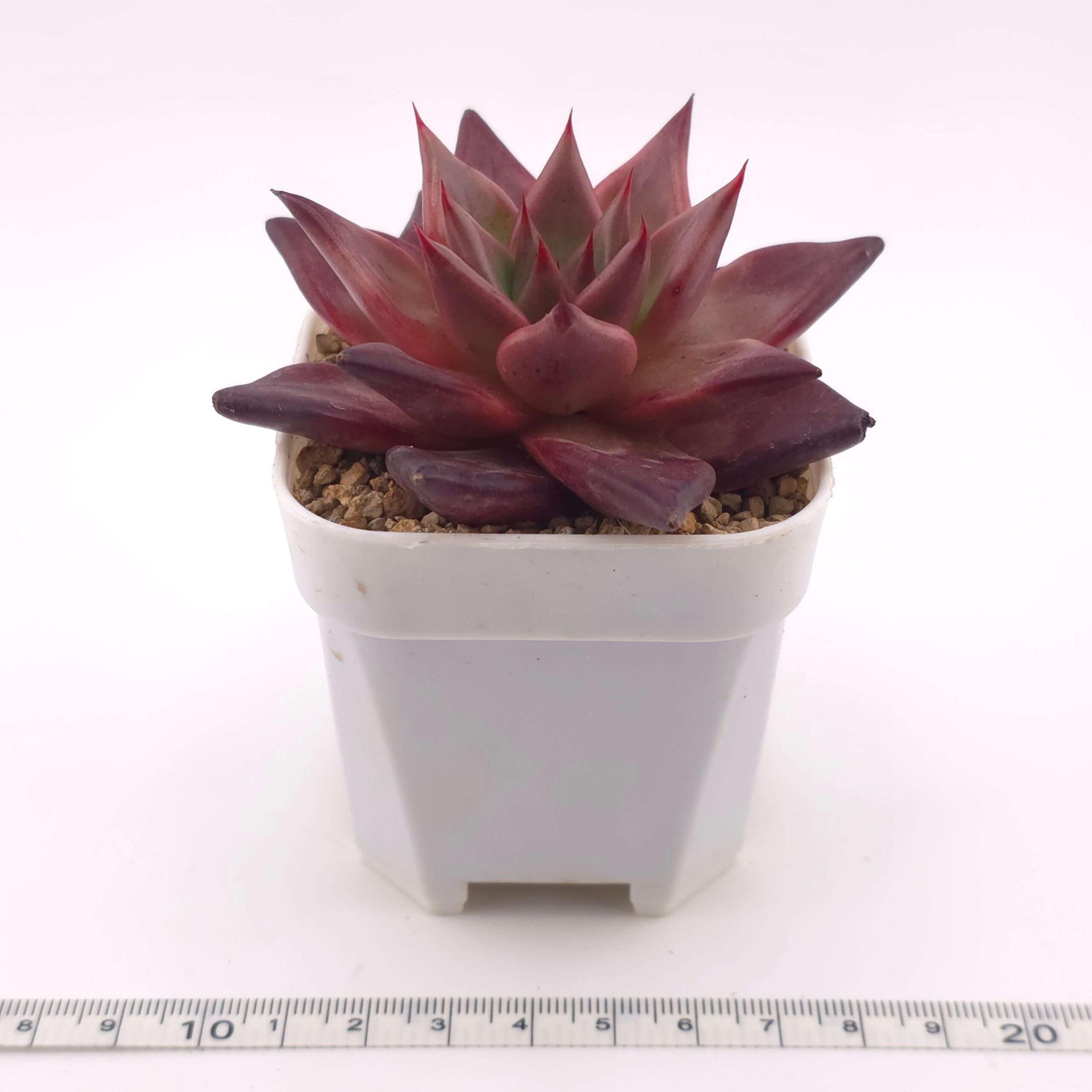 Echeveria 'Romeo Rubin' | 羅賓 thumbnail 3