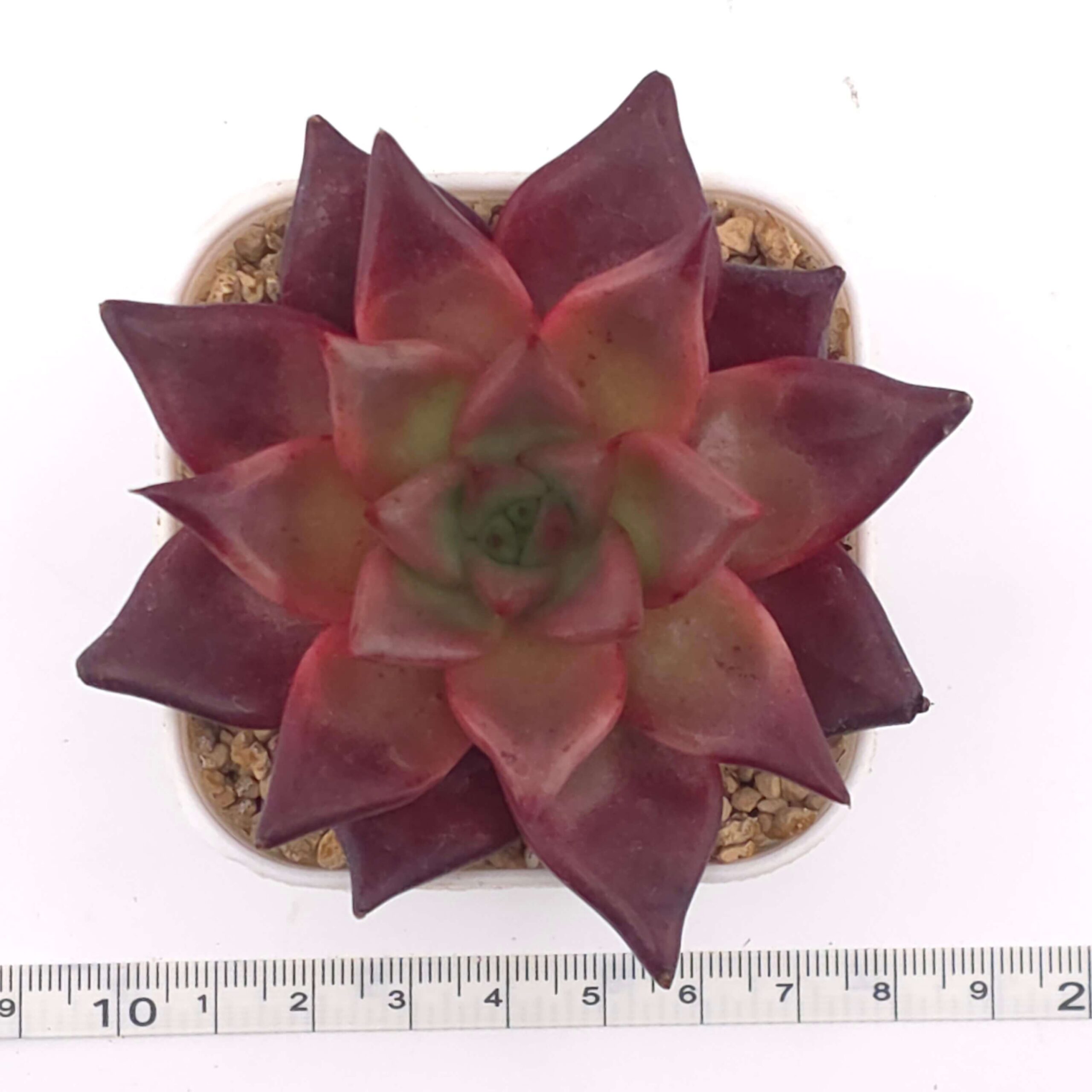 Echeveria 'Romeo Rubin' | 羅賓 thumbnail 2