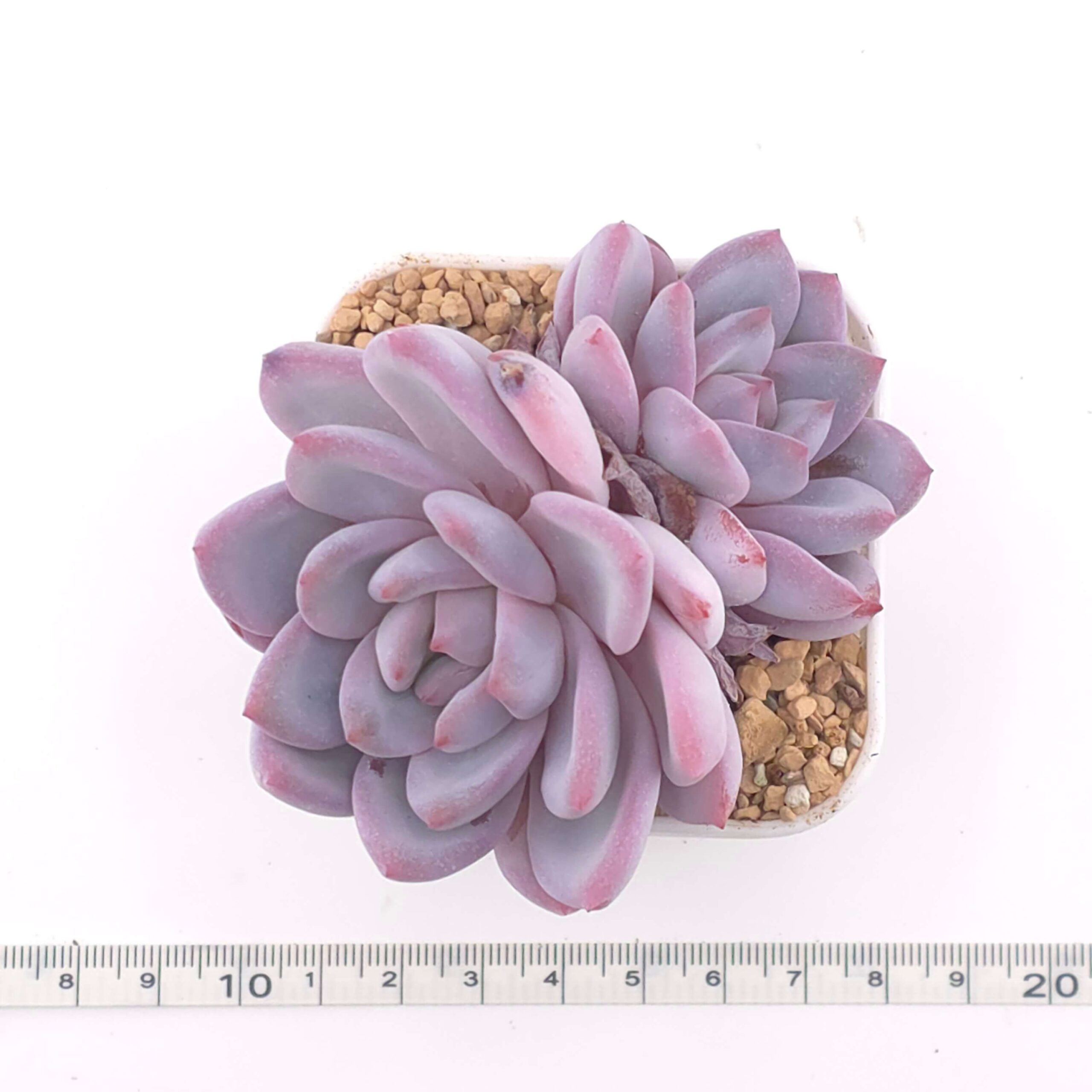 Echeveria 'Sang-A' double | 嫦娥雙 thumbnail 2