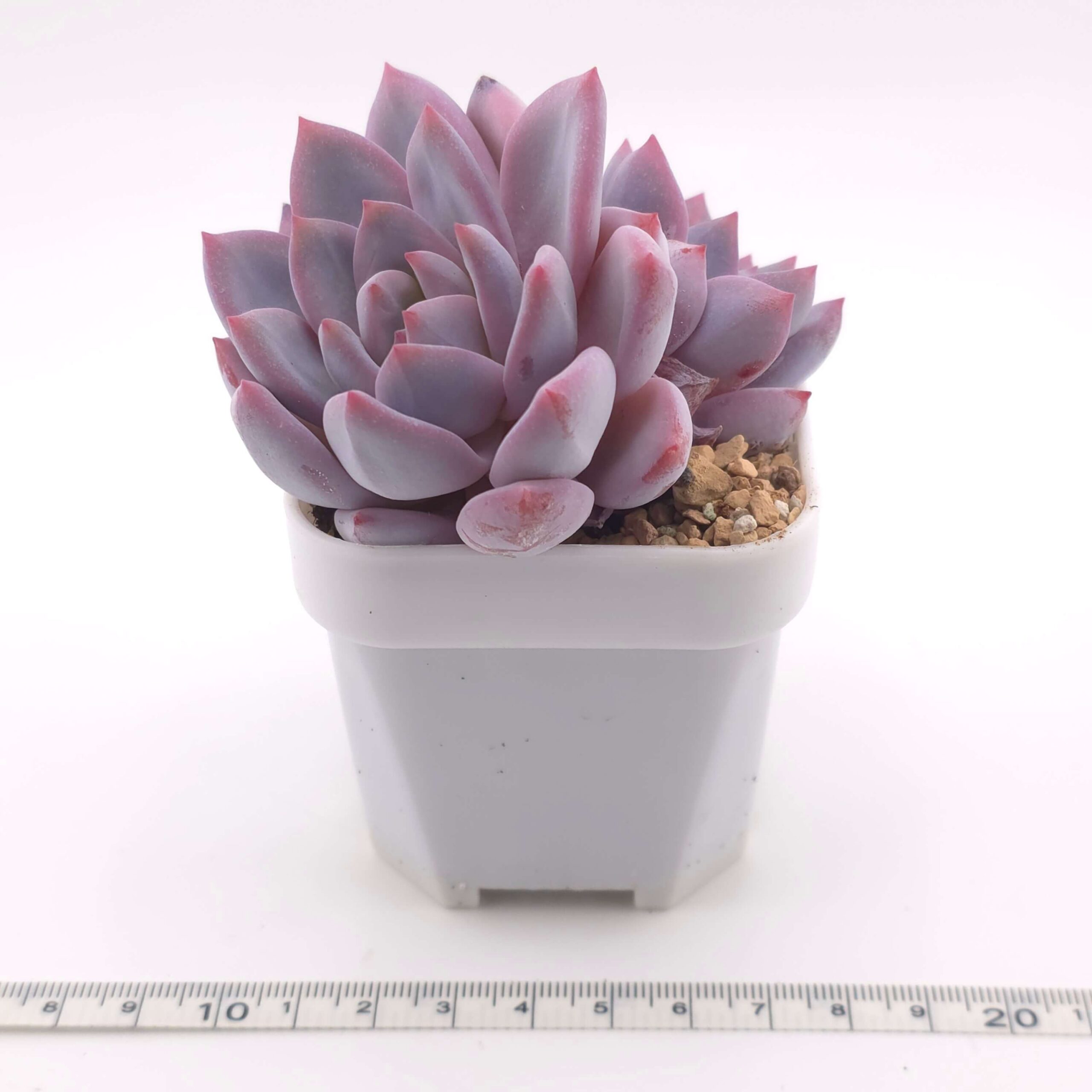 Echeveria 'Sang-A' double | 嫦娥雙 thumbnail 3