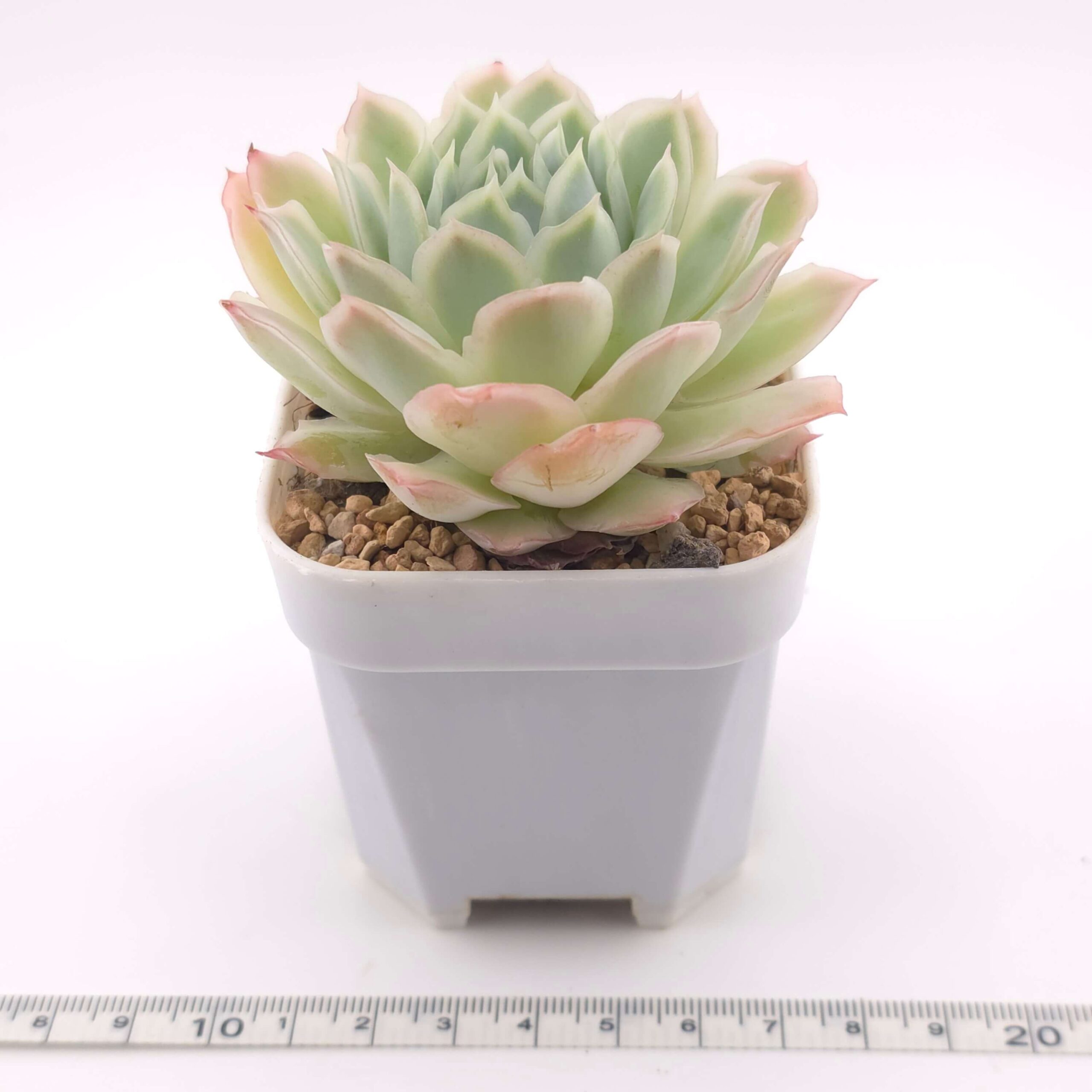 Echeveria 'Seigetsu' | 靜月 thumbnail 3