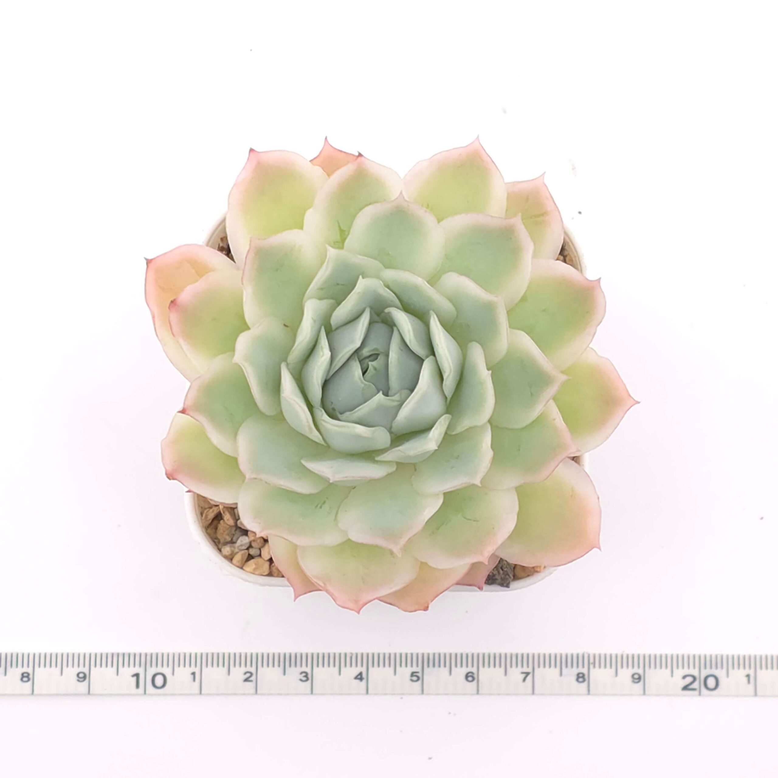 Echeveria 'Seigetsu' | 靜月 thumbnail 2