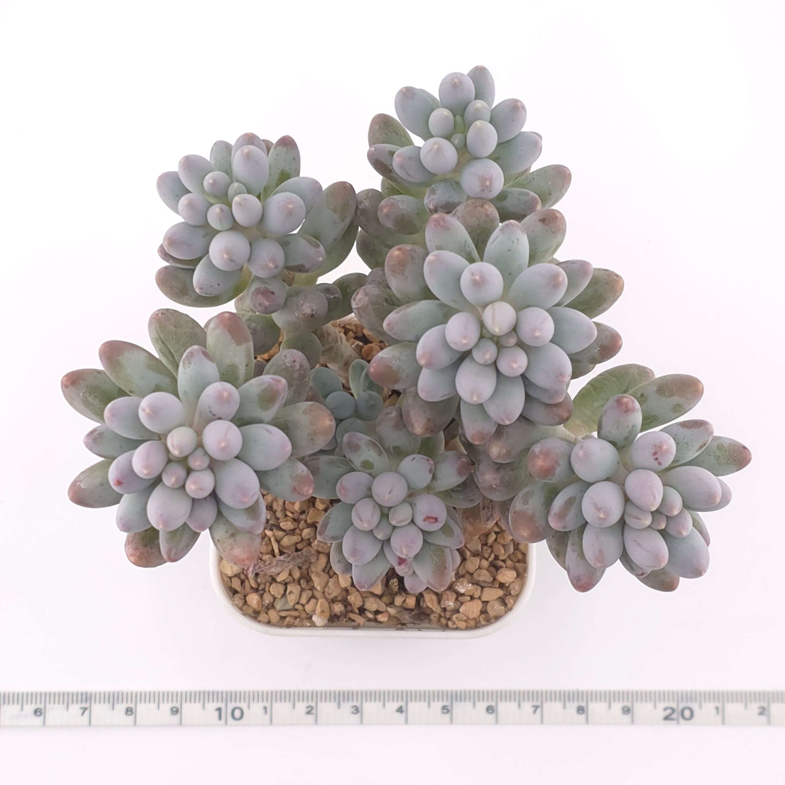 Pachyphytum ‘Machucae’ (Baby Finger) clustering | 嬰兒手指群 thumbnail 2