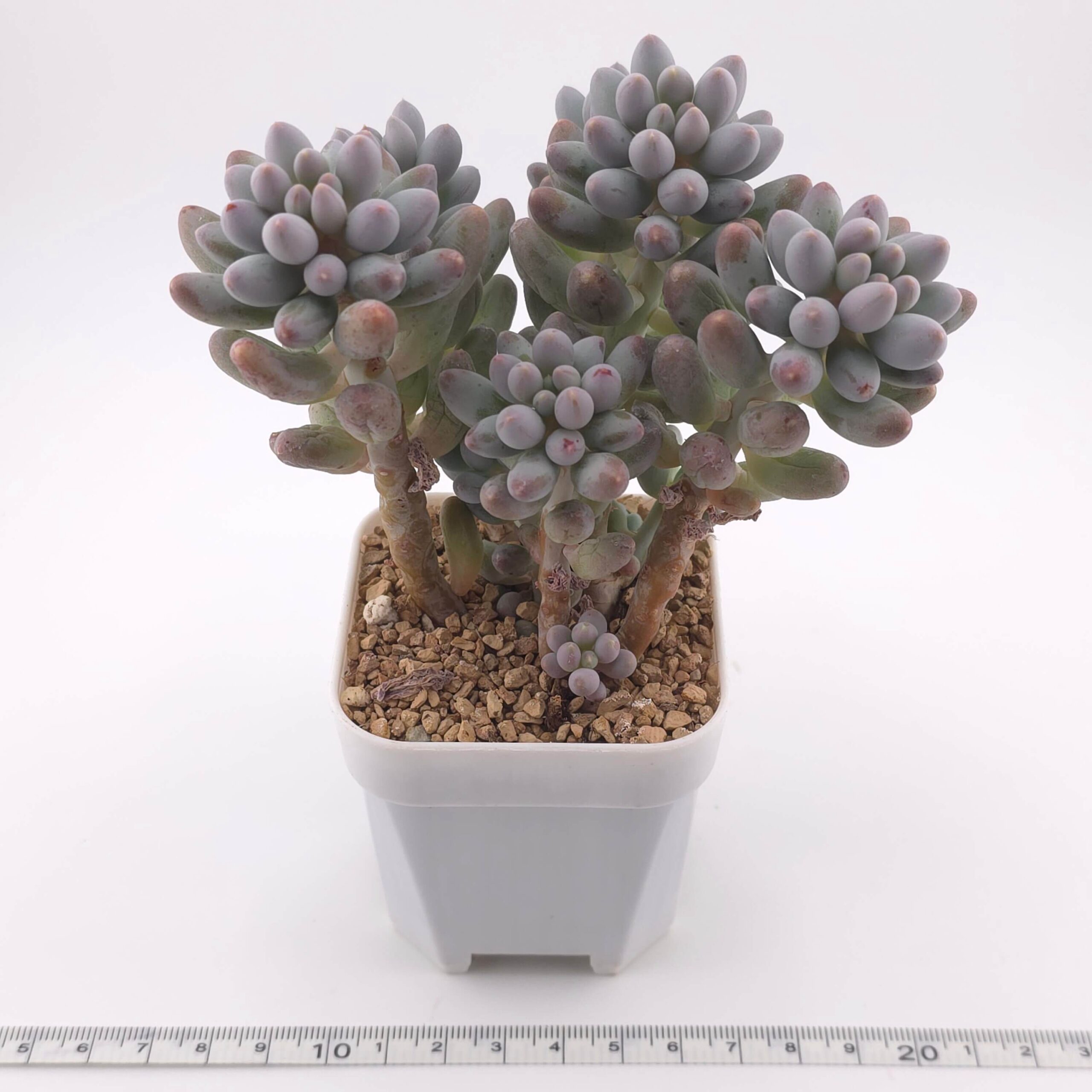 Pachyphytum ‘Machucae’ (Baby Finger) clustering | 嬰兒手指群 thumbnail 3