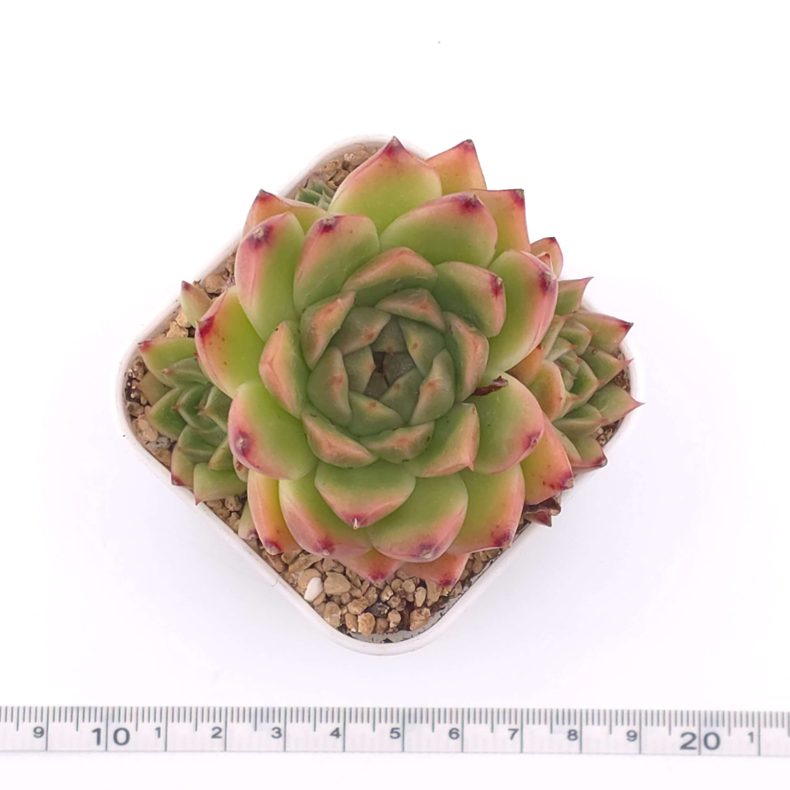 Echeveria agavoides spp. | 冬雲雜 thumbnail 2