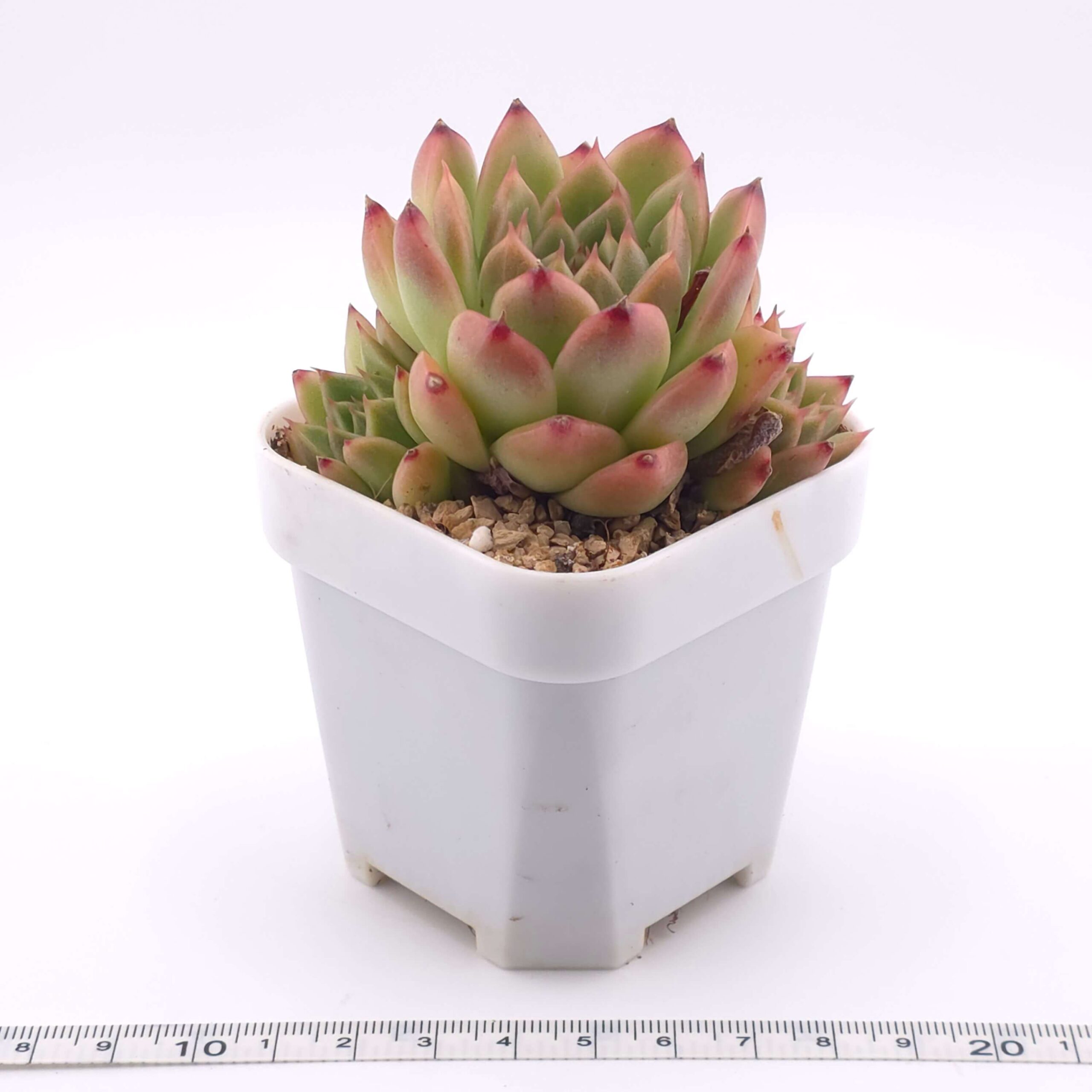 Echeveria agavoides spp. | 冬雲雜 thumbnail 4