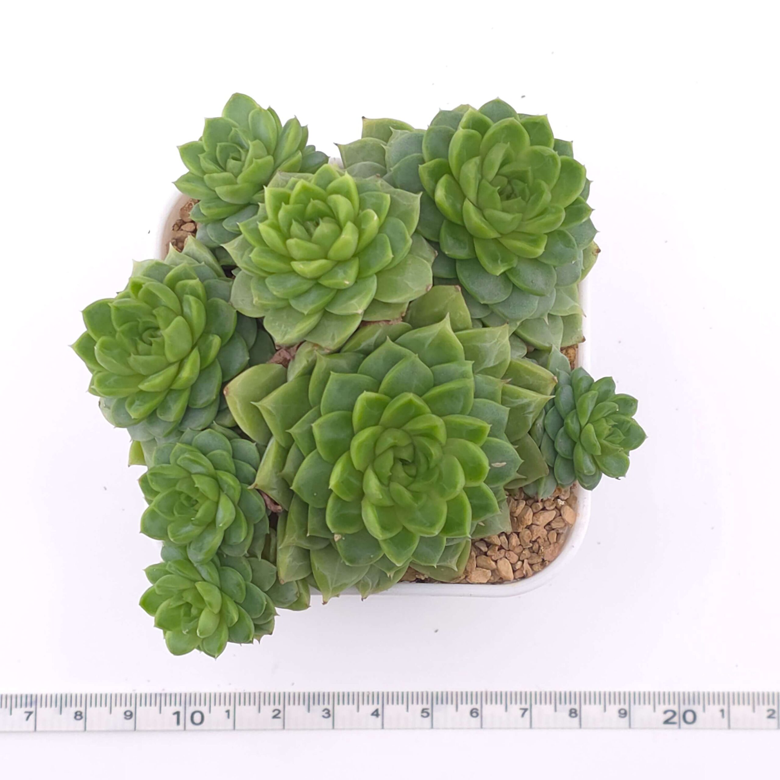 Echeveria 'Malgan' clustering | 麥稈群 thumbnail 2