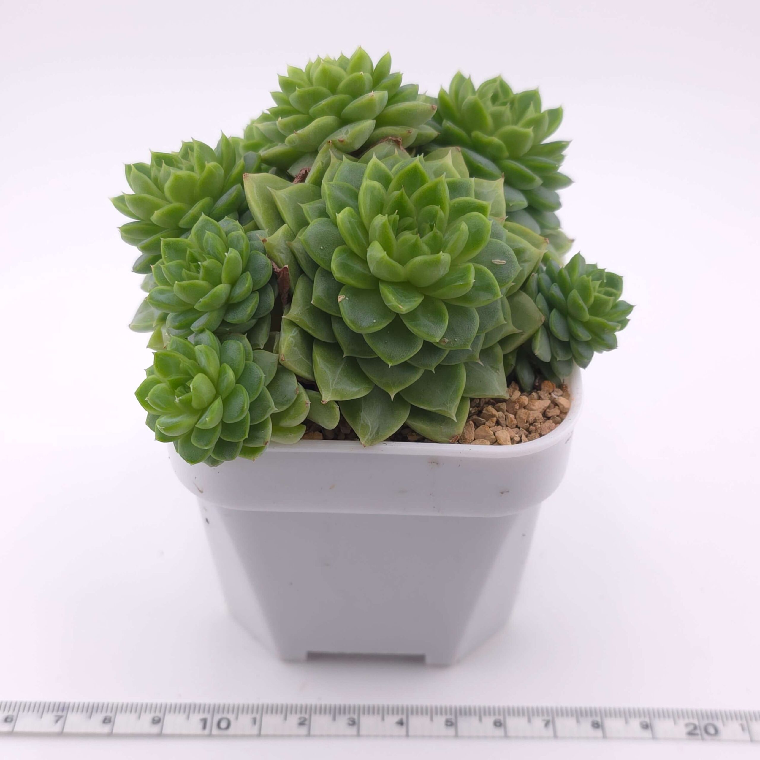 Echeveria 'Malgan' clustering | 麥稈群 thumbnail 4